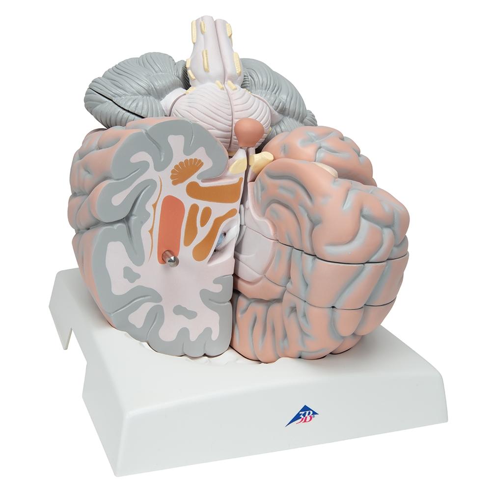 Giant Brain Model - 2.5X Full Size with 14 Detachable Parts | Anatomy Learning Tool for Medical Students & Science Enthusiasts | Perfect for Classroom, Lab & Home Study