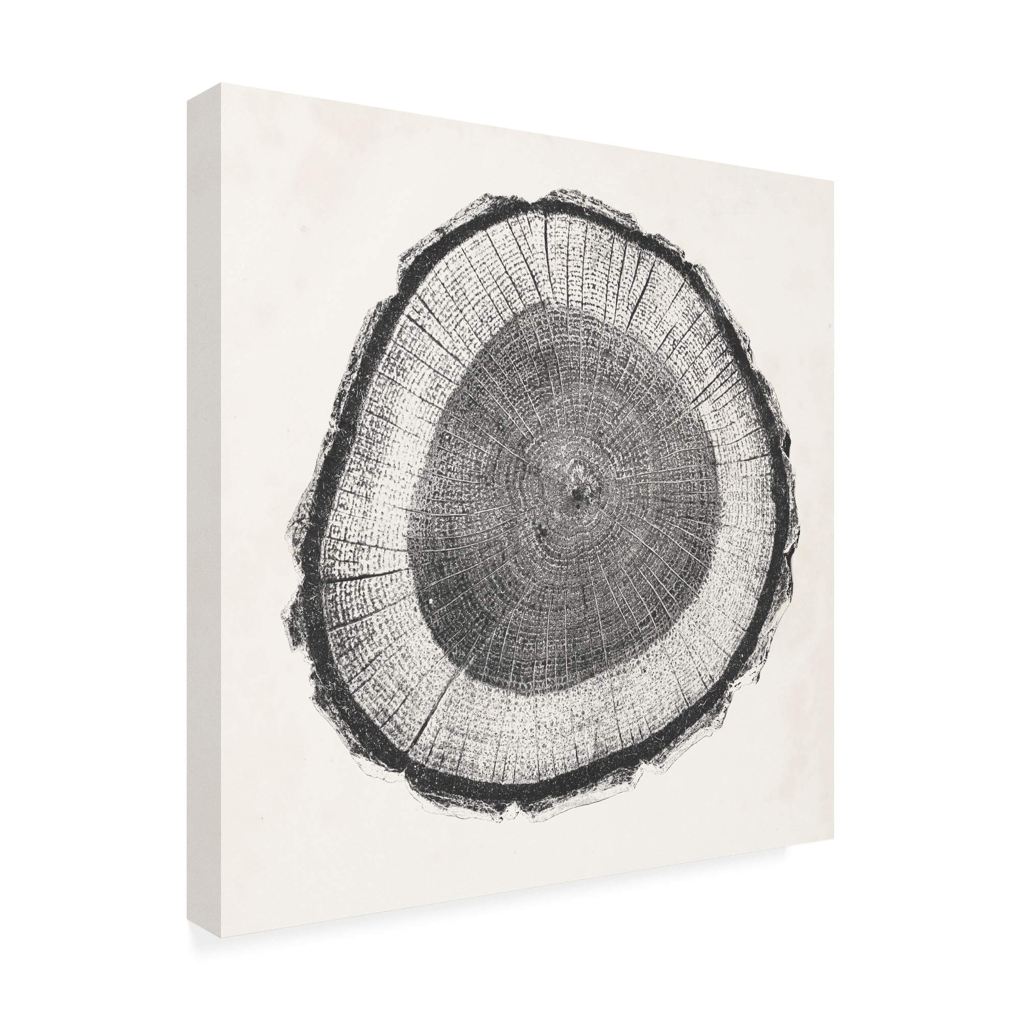 Trademark Fine Art 18x18 Tree Ring II Canvas Print by Vision Studio - Modern Nature Wall Decor for Living Room, Bedroom & Office
