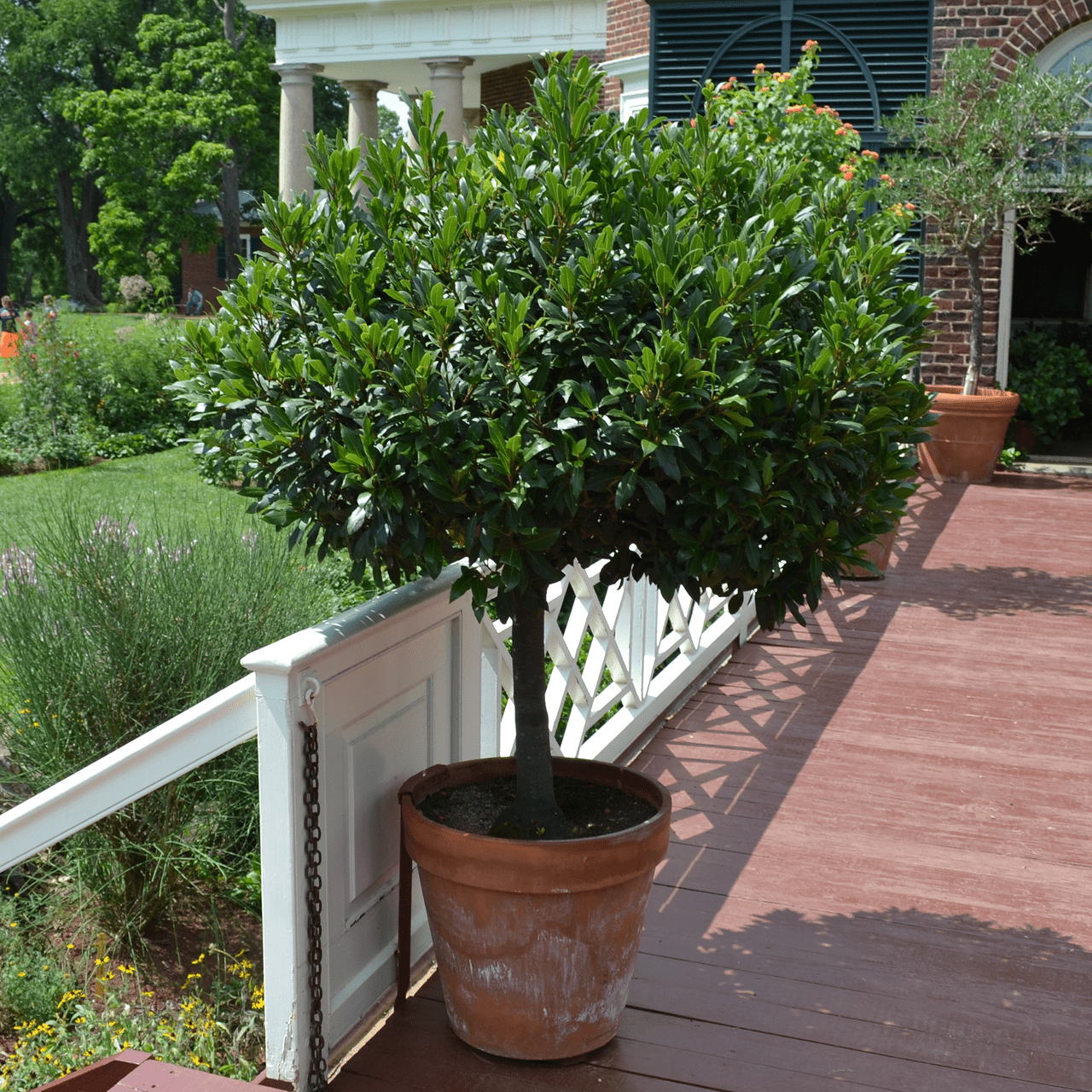 Organic Sweet Bay Laurel (Laurus nobilis) Leaves - Premium Culinary Herb for Cooking, Soups & Stews - Dried Bay Leaves for Home Kitchen & Gourmet Recipes