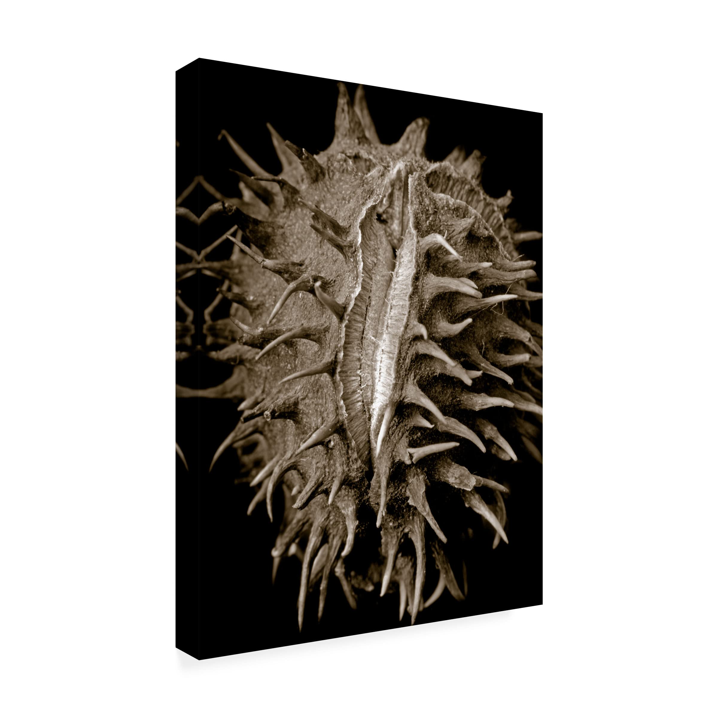 Clive Collie 'Chestnut' Canvas Wall Art Print - Modern Landscape Painting for Living Room, Bedroom & Office Decor | Trademark Fine Art Collection