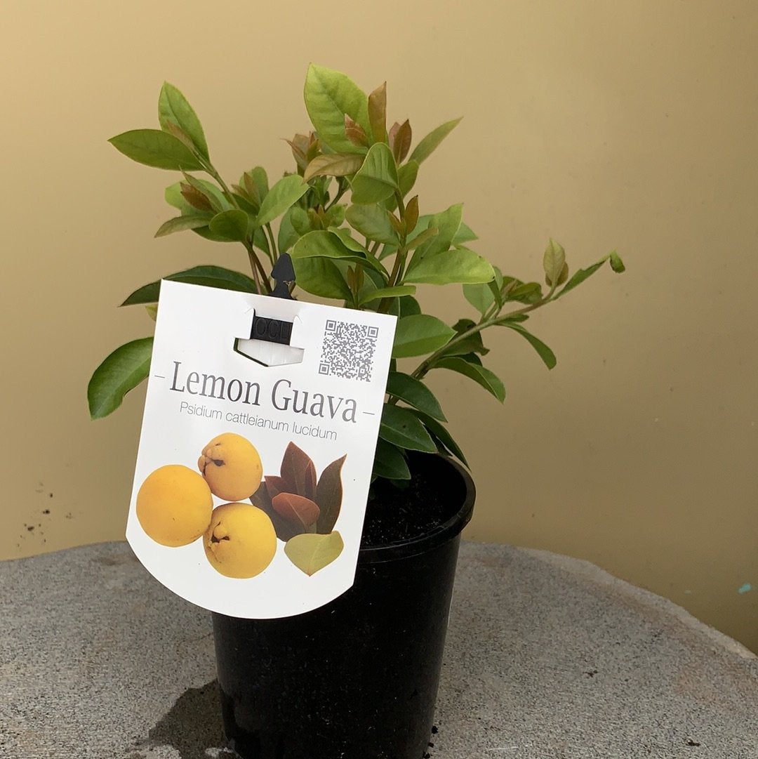 Guava Lemon - Refreshing Tropical Flavor for Smoothies, Cocktails & Healthy Snacks | Perfect for Summer Drinks & Desserts
