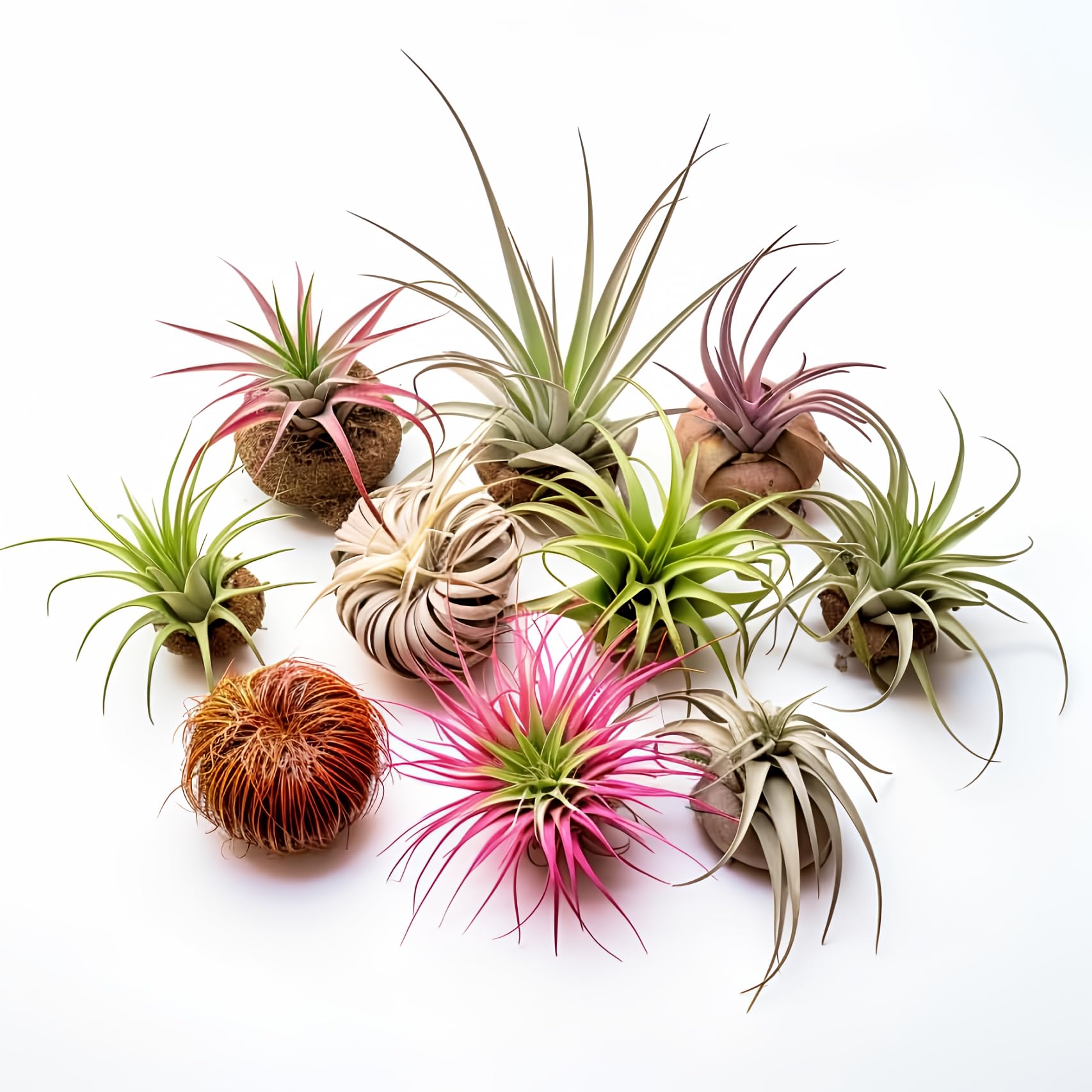 Live Air Plants Variety Pack - Tillandsia Assortment (Pack of 8) | 1-5 inch Easy Care Indoor Plants | Perfect for Terrariums, Home Decor & Office Spaces | CA Grown