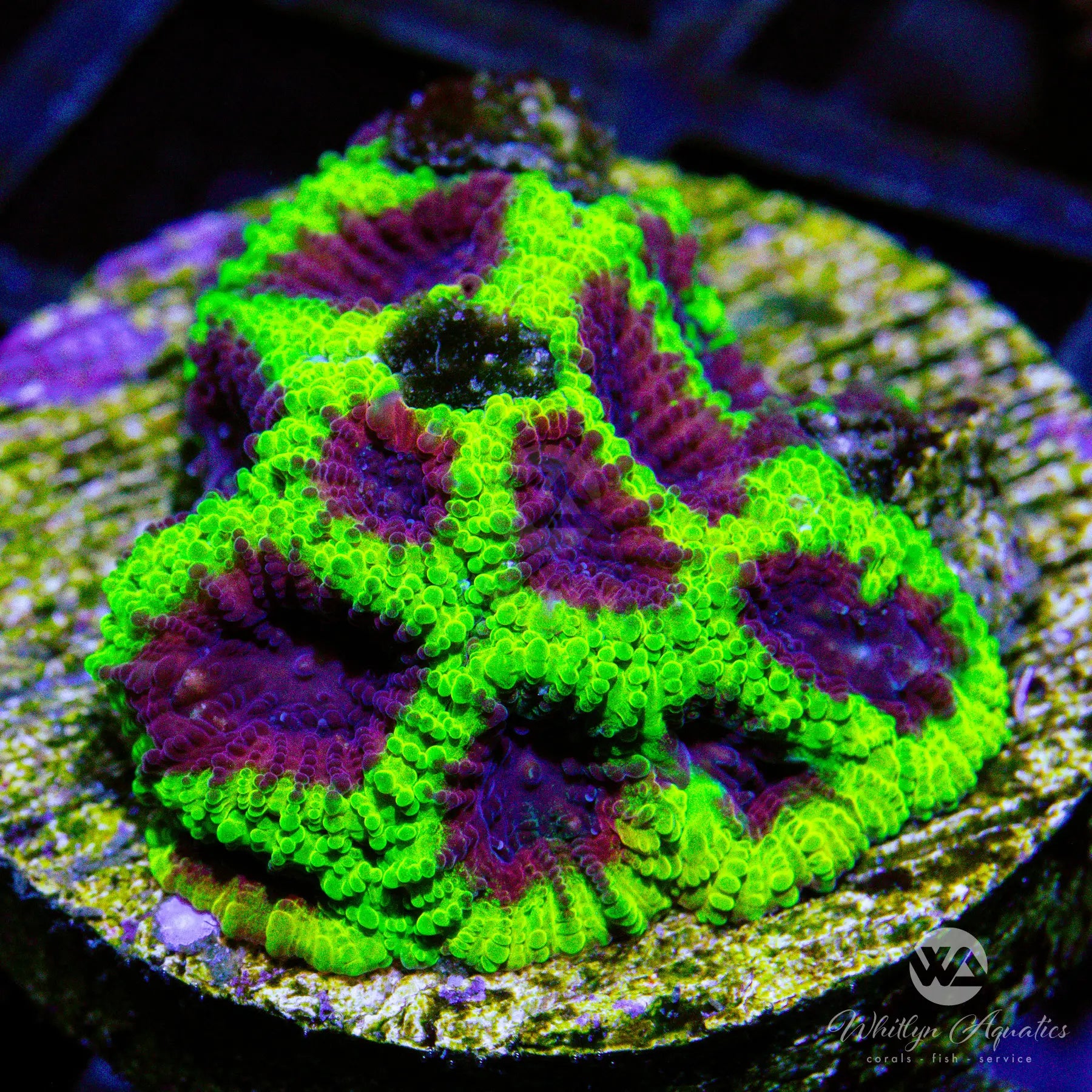 C19 WA Wolverine Favia WYSIWYG Coral - Premium Live Coral for Saltwater Aquariums | Perfect for Reef Tanks & Marine Displays