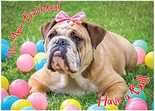 Ball Bulldog