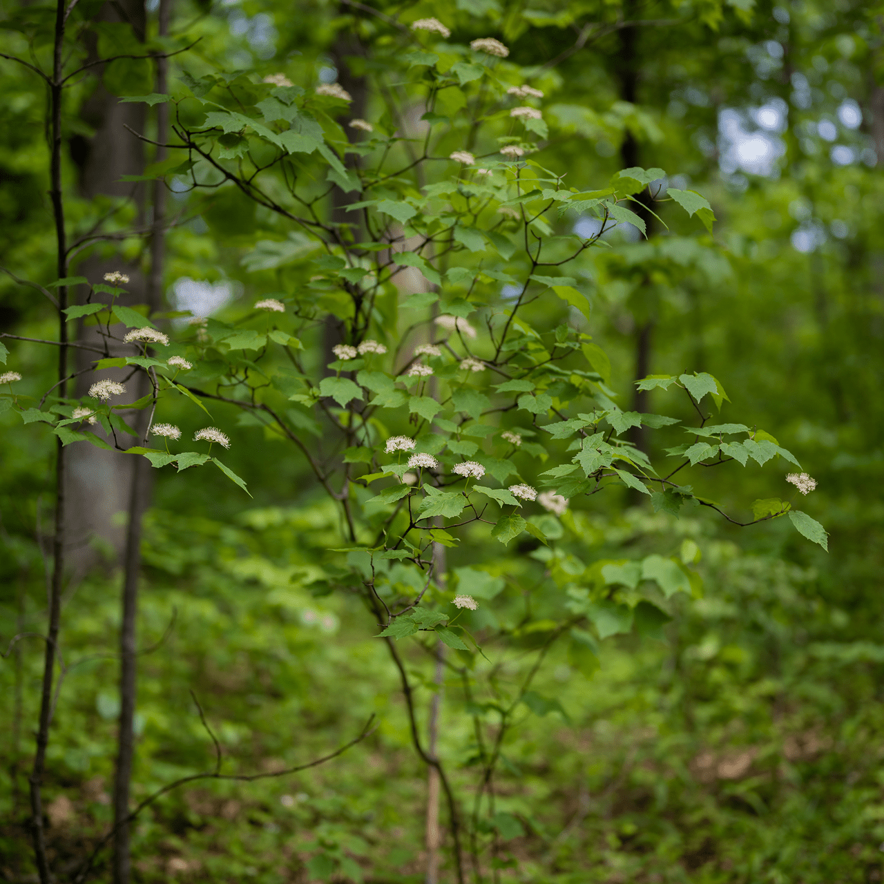 Bare Root Mapleleaf Viburnum (Viburnum acerifolium) - Native Shrub for Landscaping, Wildlife Gardens & Naturalized Areas