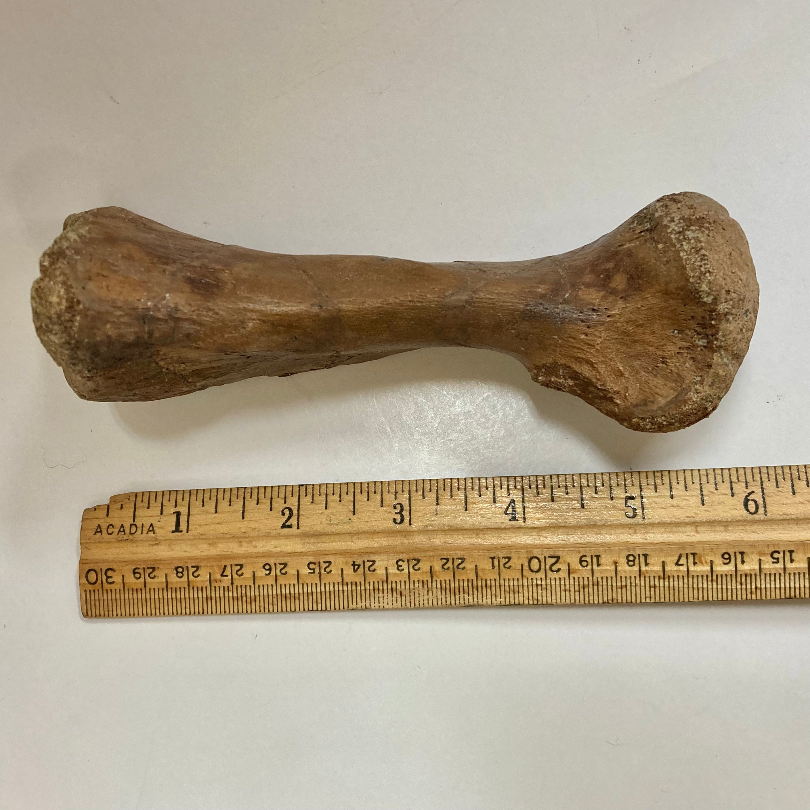 Authentic Thescelosaurus Metatarsal Toe Bone Fossil - Rare Dinosaur Relic for Collectors & Paleontology Enthusiasts | Perfect for Museum Displays, Educational Projects & Home Decor