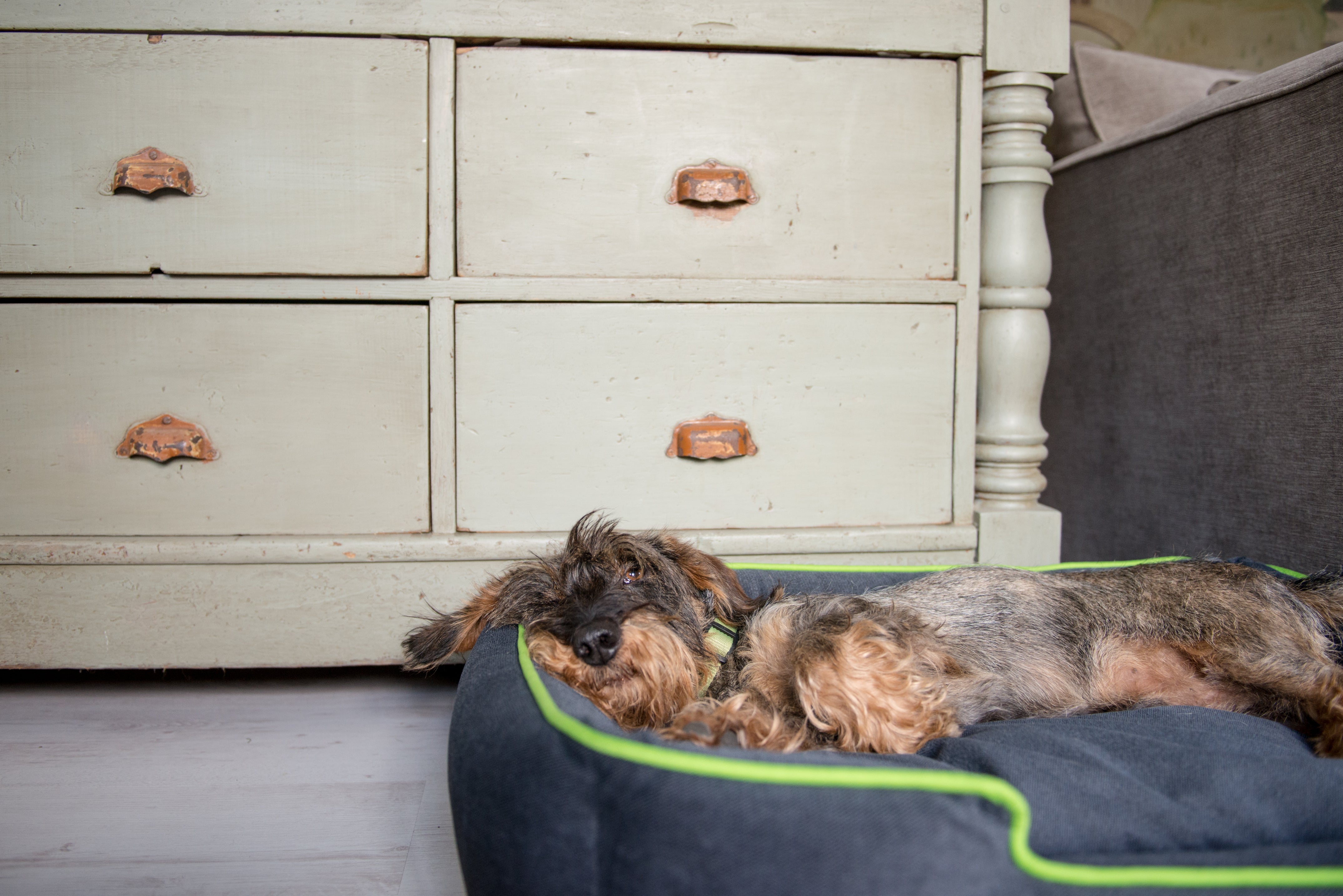 Premium Urban Plush Lounge Dog Bed by P.L.A.Y. - Soft Grey Orthopedic Pet Bed for Small to Medium Dogs - Perfect for Home, Apartment & Office Comfort