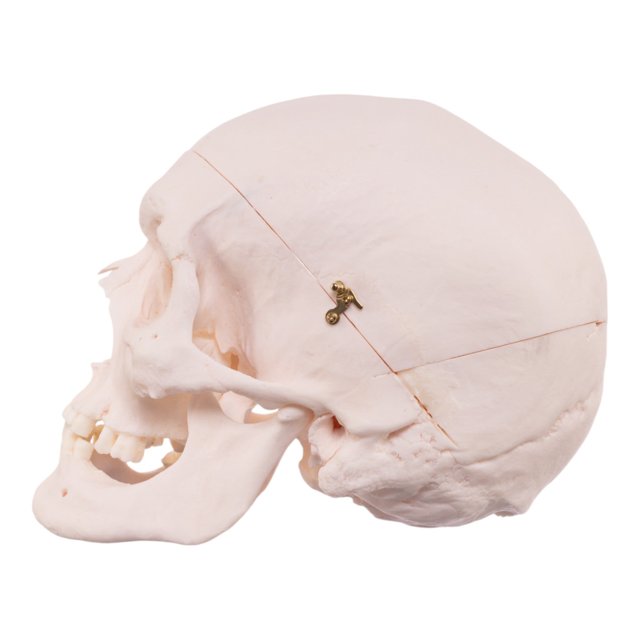 Authentic Human Skull Model for Medical Research & Education - Perfect for Anatomy Studies, Classroom Demonstrations & Halloween Decor