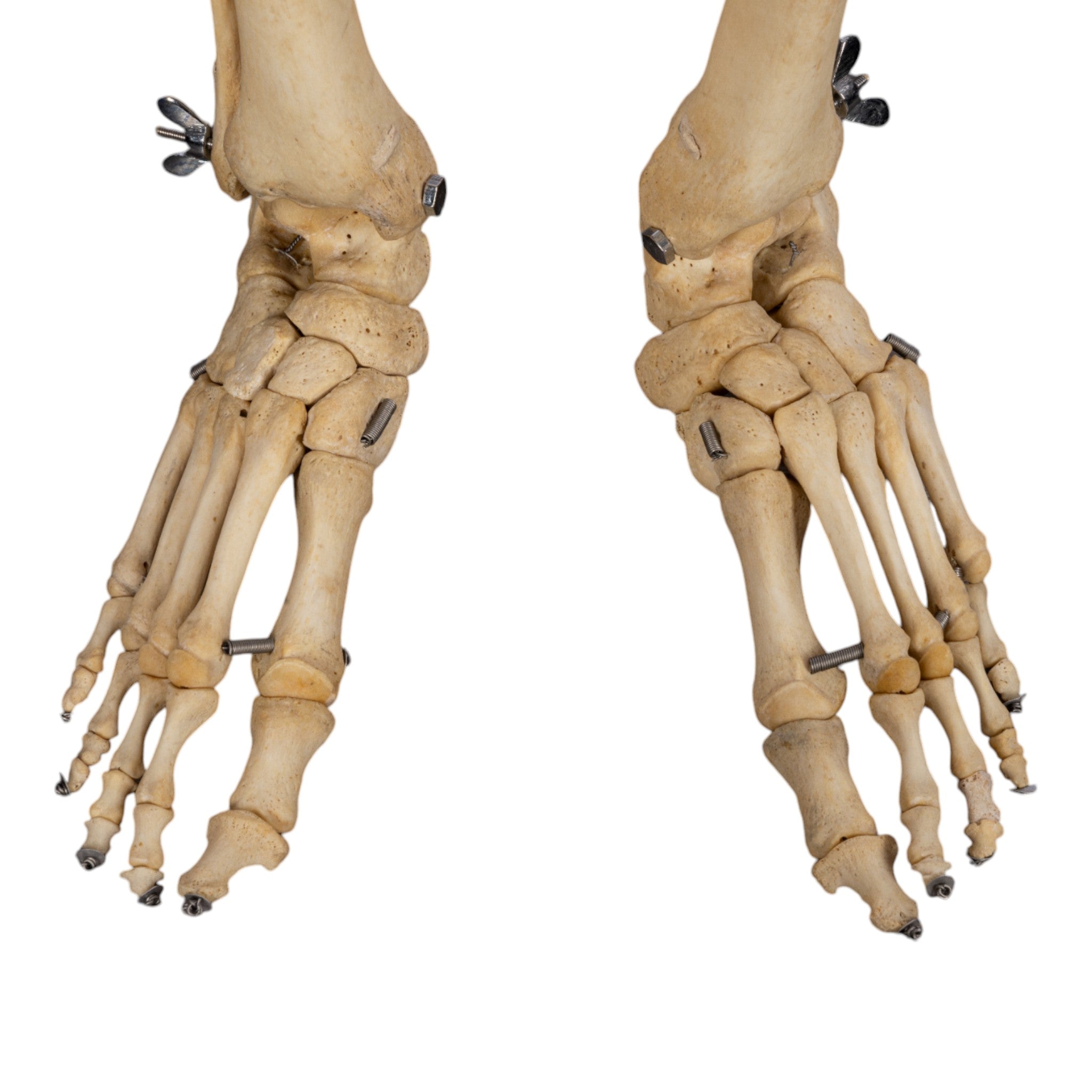 Articulated Real Human Skeleton Model - Medical Education & Halloween Decoration | Perfect for Anatomy Study, Classroom Display & Spooky Party Decor