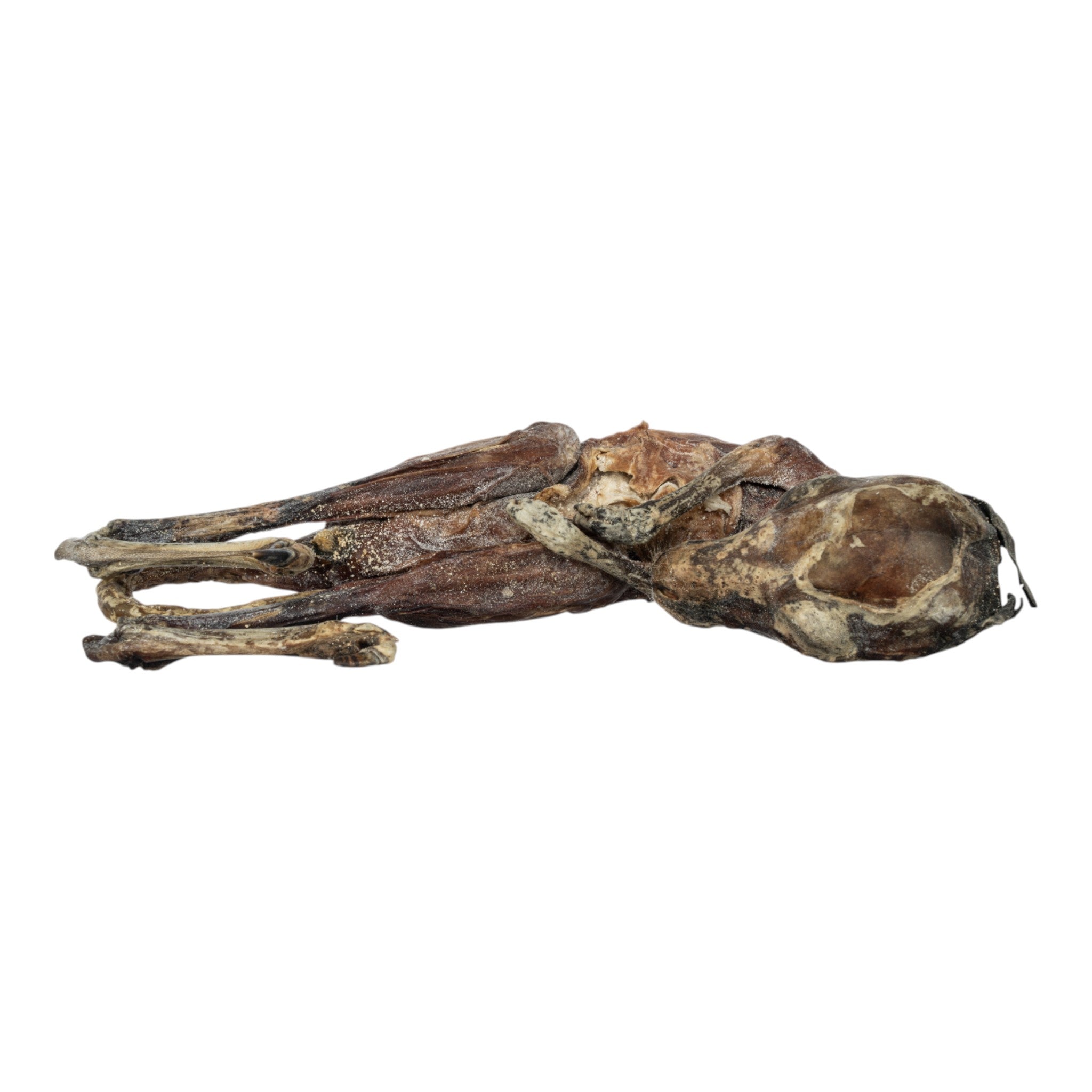 Real Preserved Kangaroo Fetus Specimen - Unique Collectible for Science Education, Taxidermy, and Home Decor