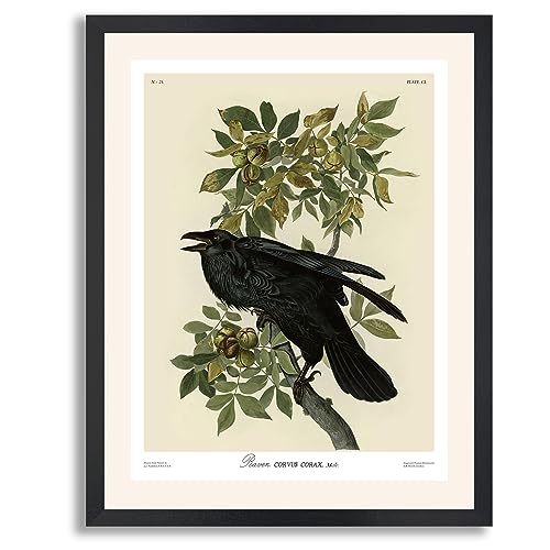Raven