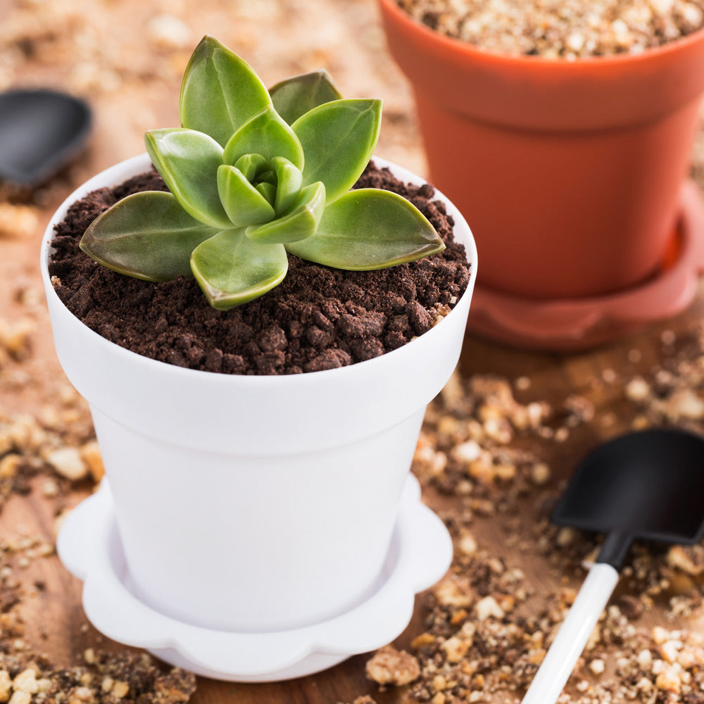 6 oz White Plastic Mini Flower Pot Cups with Lids - 3x3x3 Inches - Pack of 100 - Perfect for Seedlings, Succulents, DIY Crafts & Party Favors
