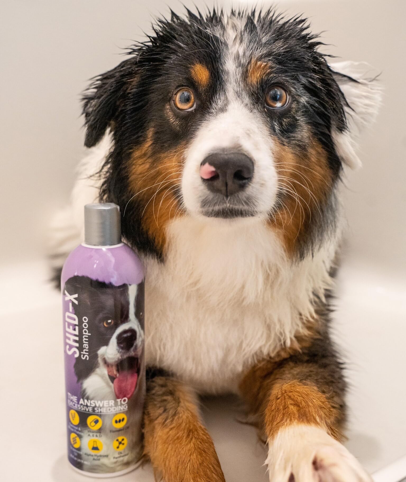 Shed-X Shed Control Shampoo for Dogs - 16 oz Anti-Shedding Dog Shampoo with Vitamins & Antioxidants | Reduces Excessive Shedding, Cleans & Nourishes Skin & Coat | Ideal for Grooming, Bath Time & Seasonal Shedding Control