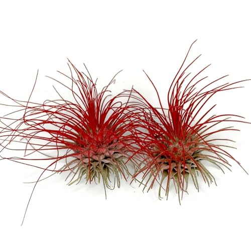2 Red