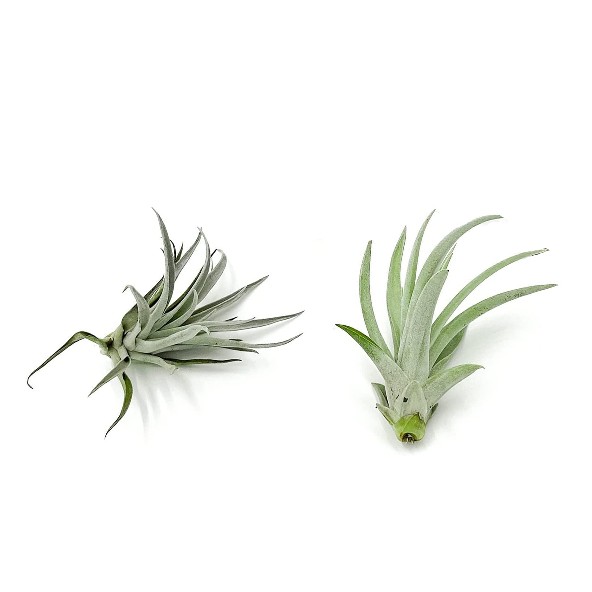 Air Plants - Tillandsia Variety Pack, Large 3-5 Inches - 2 Count - Live Arrival Guaranteed - Low Maintenance House Plants for Home Decor, Office Desk & Unique Gift Ideas - Perfect for Terrariums, Wall Displays and Wedding Centerpieces