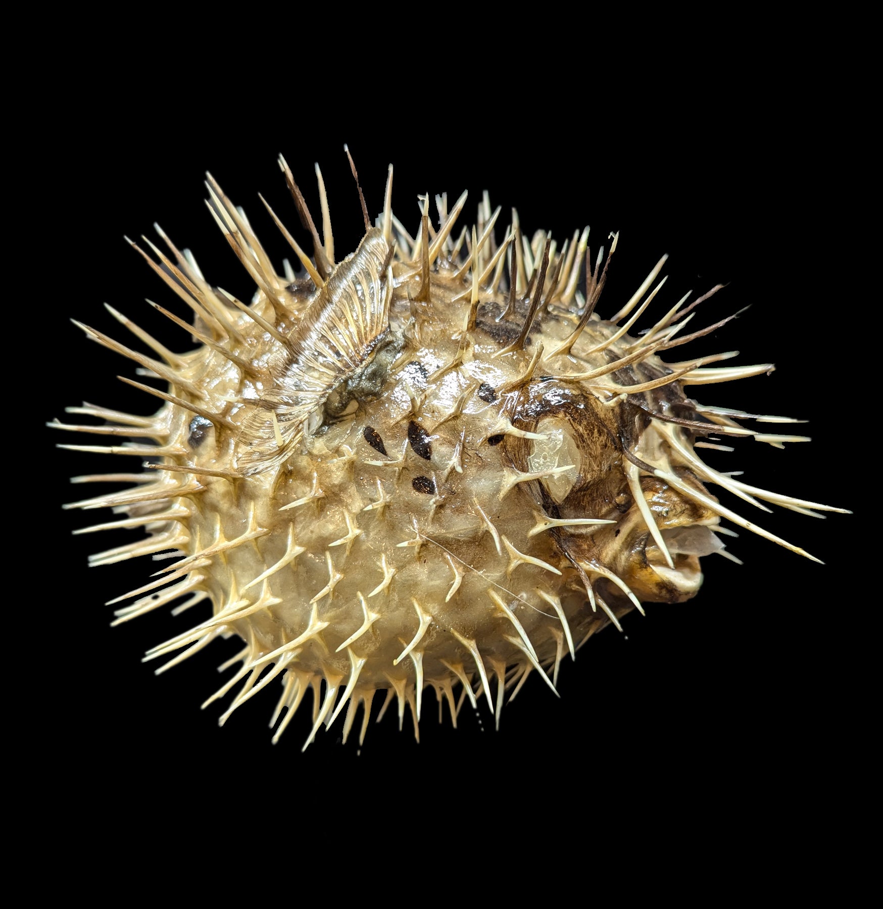Unique Taxidermy Blowfish Decor - Preserved Puffer Fish for Home & Office Display - Perfect for Coastal, Nautical, or Marine Theme Decorations