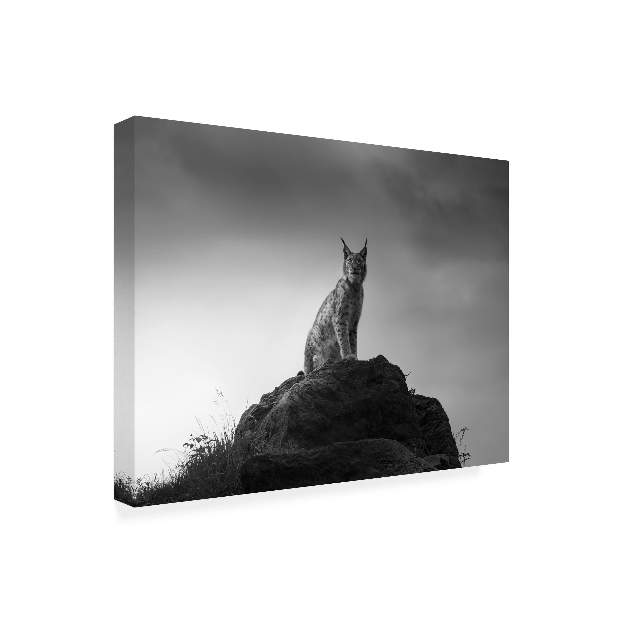 Trademark Fine Art 'Lynx Drama' Canvas Wall Art by Sergio Saavedra Ruiz - Stunning Wildlife Painting for Living Room, Bedroom & Office Decor