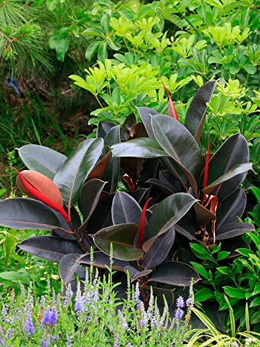 Ficus Elastica Burgundy Rubber Plant - 10 Inch Pot Live Indoor Houseplant - Easy Care Air Purifying House Plant for Home, Office & Living Room Decor