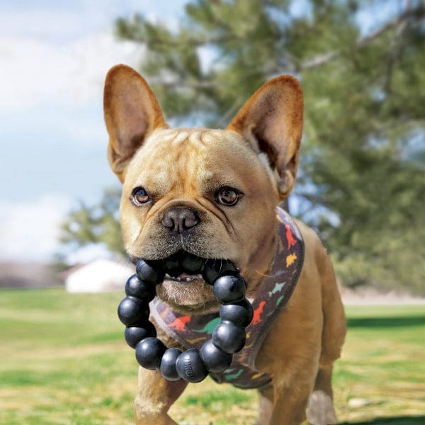KONG Extreme Ring Dog Toy - Durable Chew Toy for Aggressive Chewers, Interactive Play & Training - Perfect for Large Dogs, Puppies & Outdoor Activities