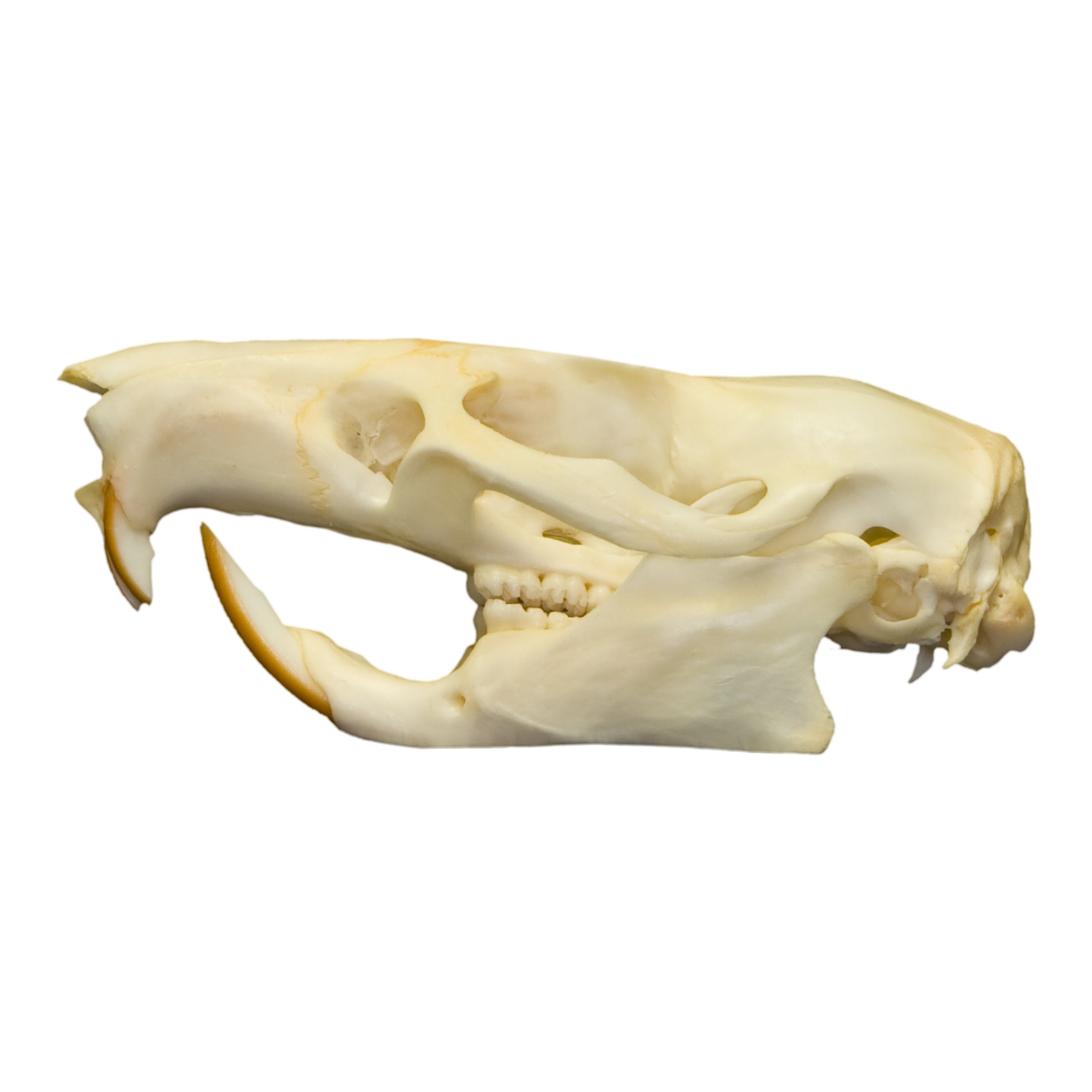 Authentic Gambian Pouched Rat Skull - Rare Collectible Specimen for Taxidermy, Oddity Cabinets & Gothic Decor