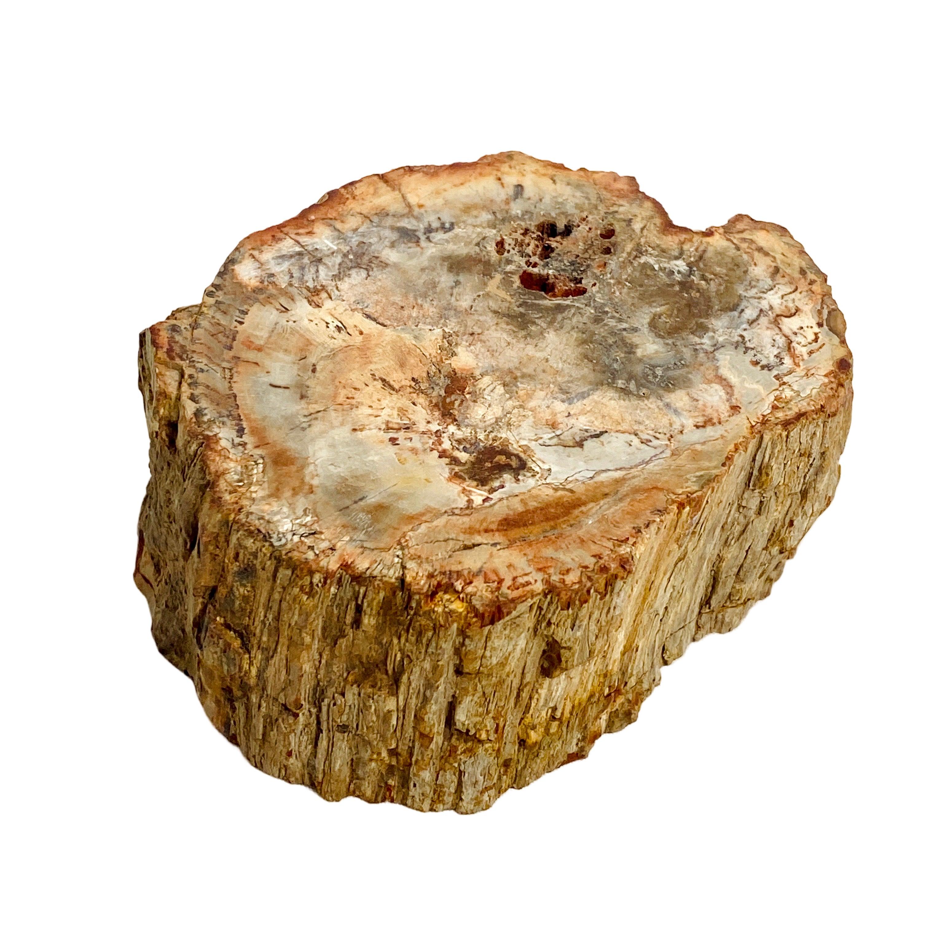 Natural Petrified Wood Slab - Semi-Polished PTW 07 for Home Decor & Mineral Collection | Perfect for Coffee Tables, Wall Art, and Geology Displays