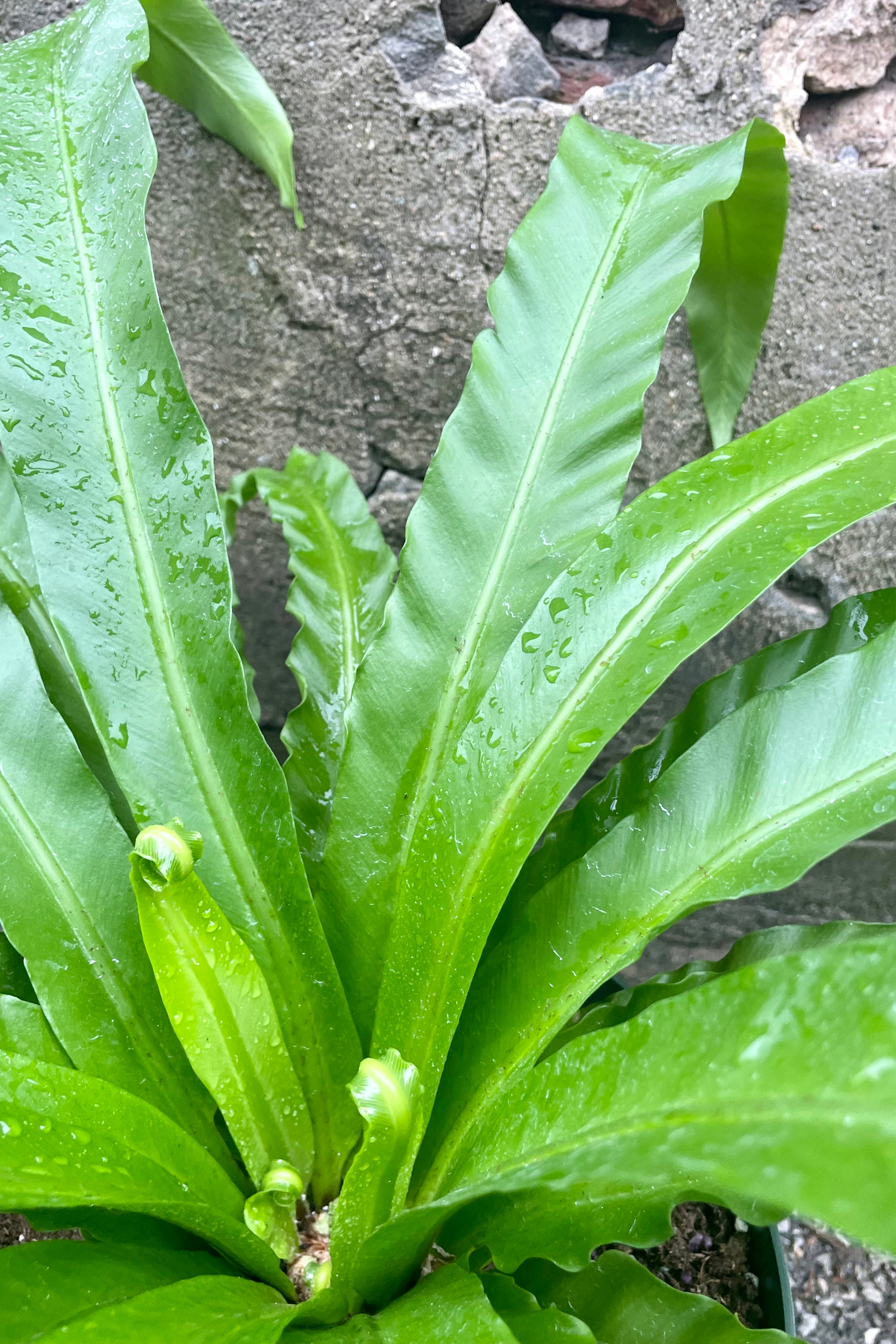 Asplenium Nidus 'Japanese' Bird's Nest Fern - 8 Inch Live Indoor House Plant for Home & Office Decor | Perfect for Bathrooms, Low Light Spaces, and Tropical Plant Displays