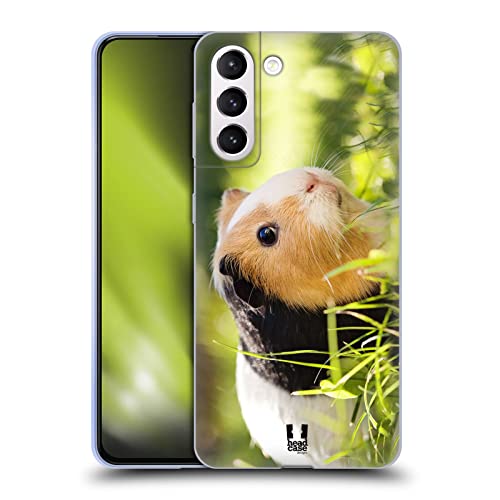 Guinea Pig Pet