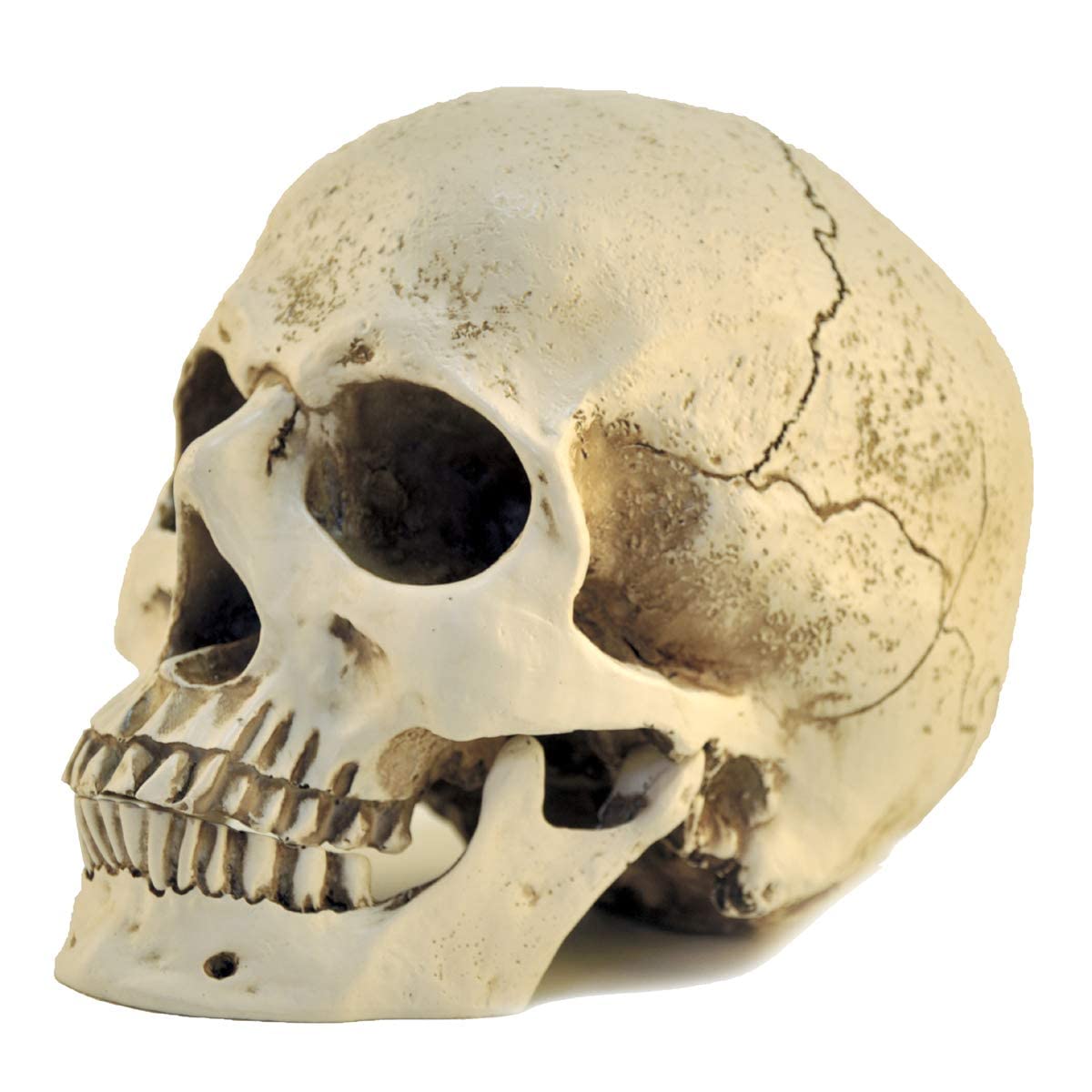 Realistic 1:1 Resin Skull Head Model - Anatomically Accurate Medical Skeleton Replica for Halloween Decor, Science Education & Gothic Home Decor