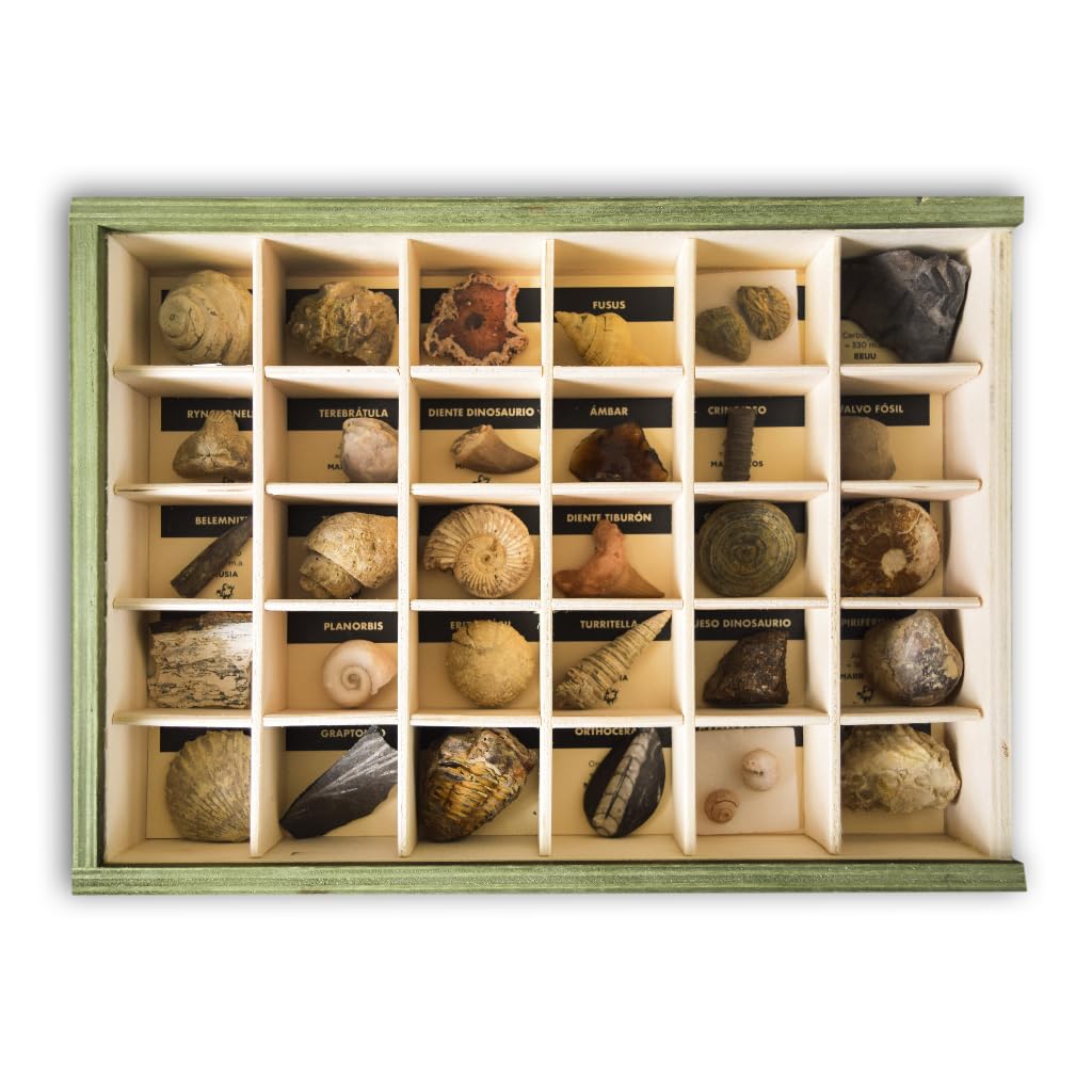 Premium Collection of 30 Real Educational Fossils in Natural Wooden Box - Large Size Geology Kit for Kids with Description Sheet | Perfect for Classroom Learning, Science Projects & Fossil Collecting