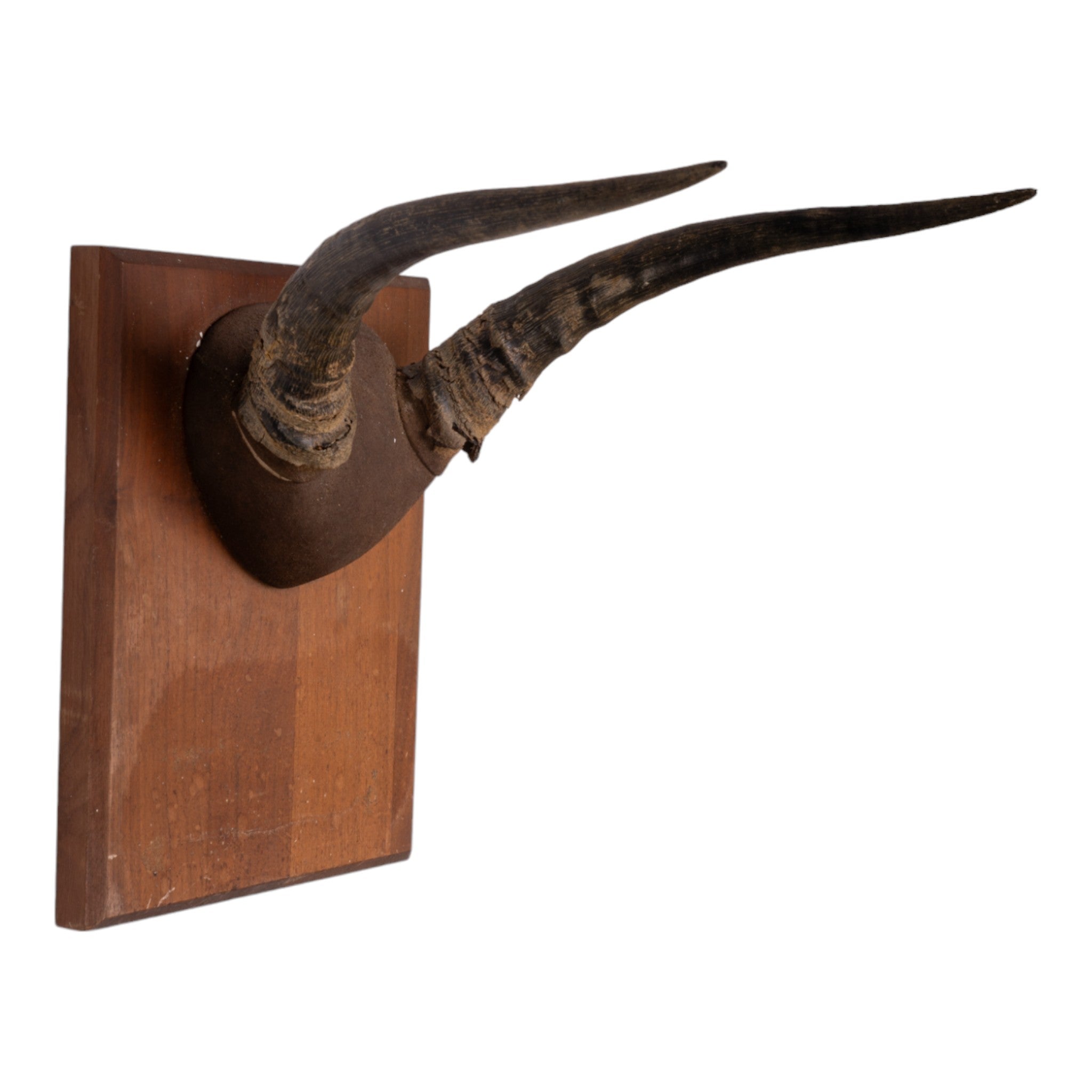 Real Grey Rhebok Skull on Wooden Plaque - Taxidermy Decor for Hunting Lodge, Cabin & Man Cave - Unique African Wildlife Trophy for Wall Display