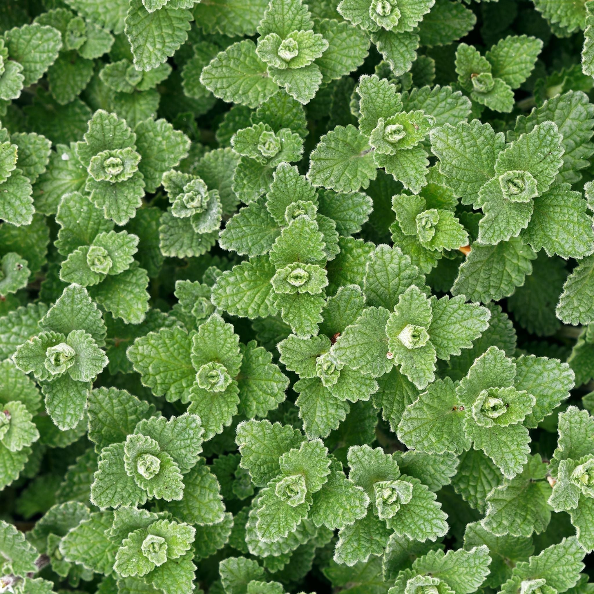 100% Pure Catnip Essential Oil for Cats - Natural Calming & Stress Relief - Perfect for Pet Grooming, Training & Playtime