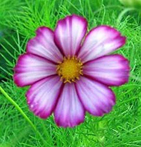 Cosmos 'Picotee' Flower Seeds - Magenta Pink & Rose Edged Blooms, Grows 3-5 Feet Tall (200 Seeds) for Garden Borders, Cut Flowers & Pollinator Gardens