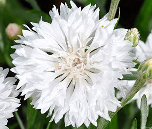 Dwarf White Bachelor Button Flower Seeds for Planting - 200+ Seeds Per Packet, Centaurea Cyanus (White Cornflower) by Isla's Garden Seeds | Perfect for Home Gardens, Wedding Decor & DIY Floral Arrangements