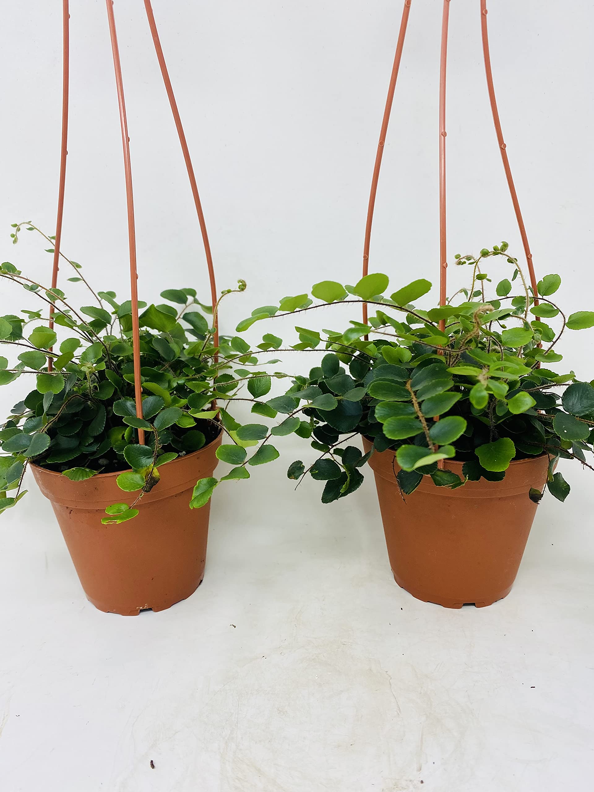 Two Button Fern - Pellaea Rotundifolia - Easy to Grow 4 Inch Hanging Basket Houseplant for Home Decor, Office & Indoor Gardening - Perfect for Shelves, Windowsills & Low Light Spaces