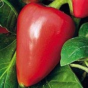 15 Sweet Pimento Pepper Seeds (PEP205) - Grow Your Own Mild & Flavorful Peppers for Cooking, Pickling & Home Gardens
