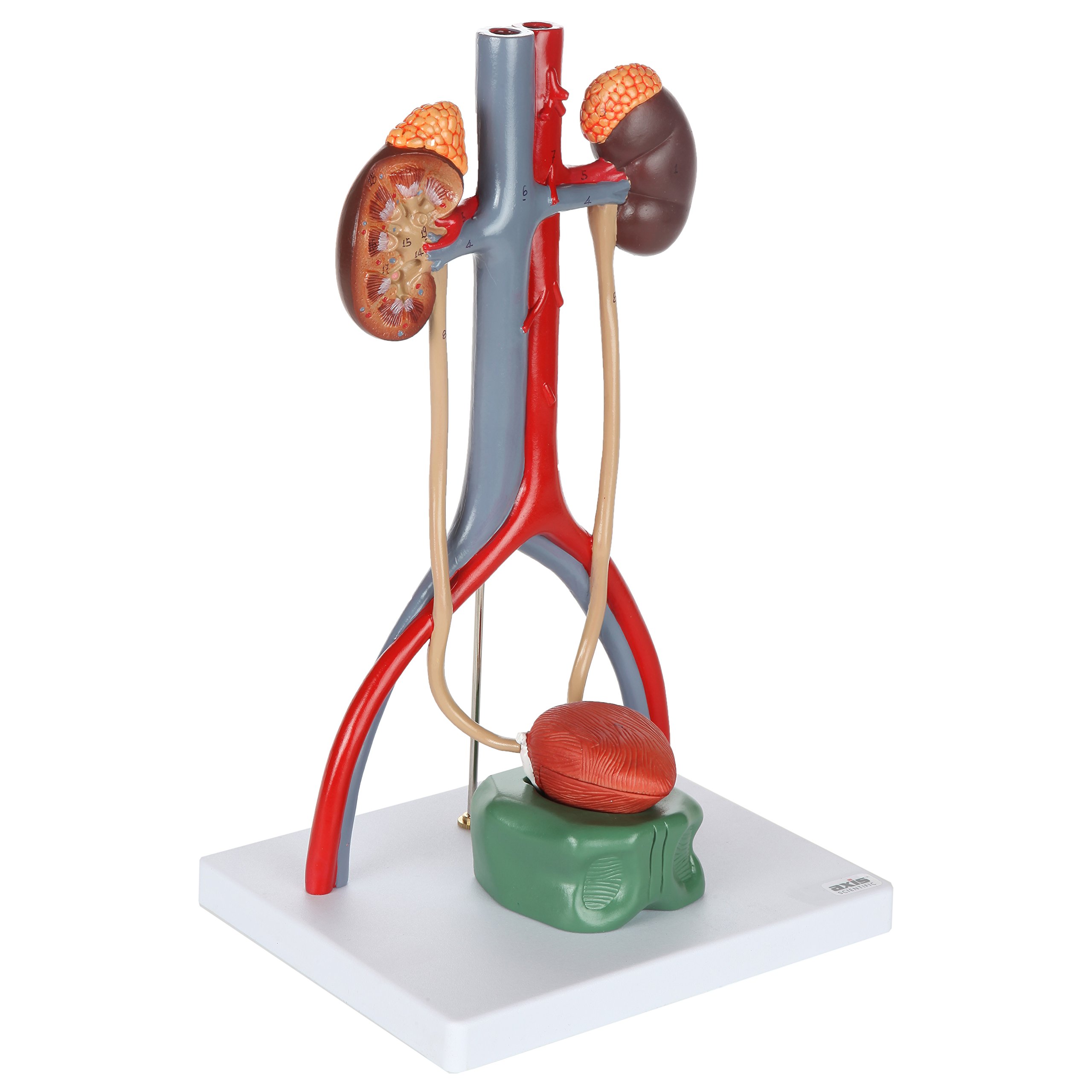 Axis Scientific Male Urinary System Anatomy Model - Detailed Kidneys with Adrenal Glands, Ureters & Bladder - Includes Instruction Manual - Perfect for Medical Students, Doctors & Biology Classrooms