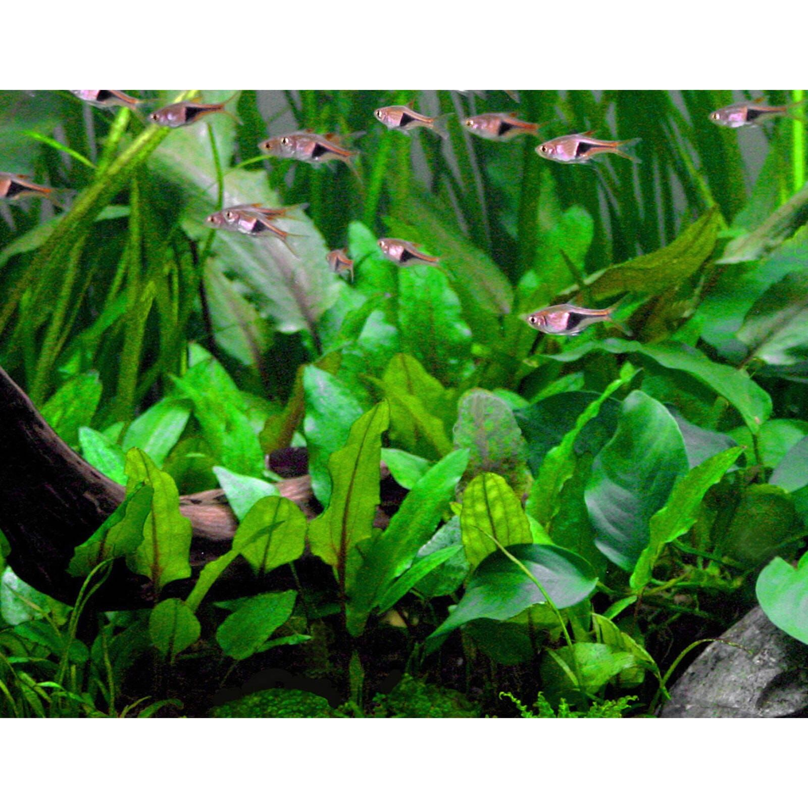 TCulture Cryptocoryne Wendtii 'Green' Live Aquarium Plant in Pot - Perfect for Freshwater Fish Tanks, Aquascaping & Low-Tech Planted Aquariums