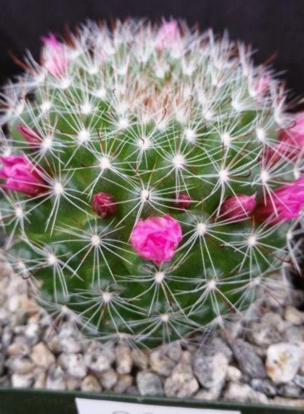 Live Mammillaria Zeilmanniana Cactus Plant - Rare Desert Succulent for Home & Office Decor, Drought-Tolerant Indoor Gardening | Perfect for Windowsills, Terrariums, and Zen Gardens