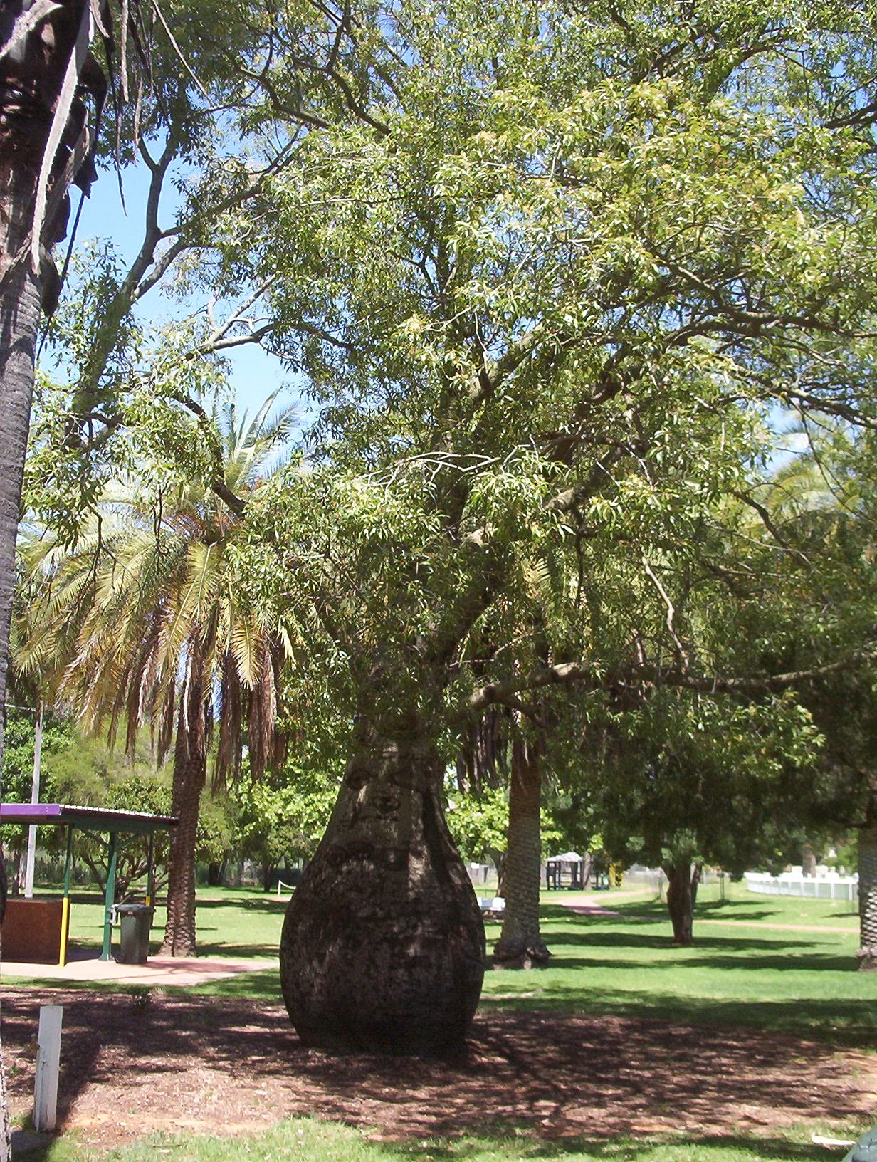 Brachychiton Rupestris - Queensland Bottle Tree Live Plant in 3 Gallon Pot | Rare Ornamental Tree for Landscaping & Drought-Tolerant Gardens | Perfect for Xeriscaping and Unique Home Decor