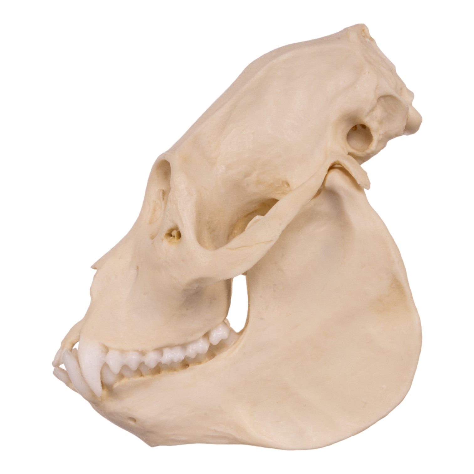 Authentic Replica Mantled Howler Monkey Skull - Lifelike Decoration for Home, Office & Halloween Decor - Perfect for Anthropology Studies, Gothic Collections & Unique Gifts