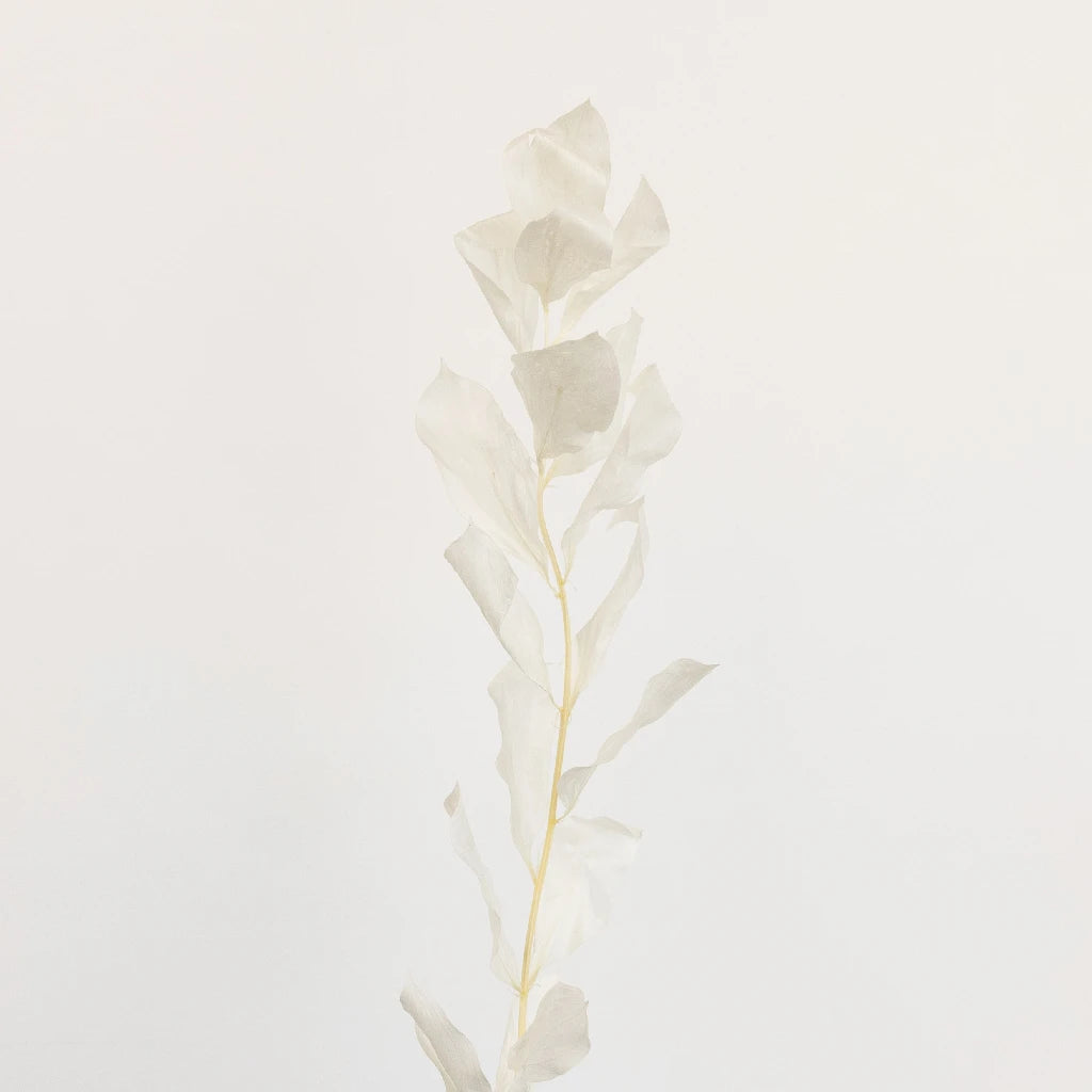 Premium Bleached Dried Ruscus Greenery - Natural Wedding Bouquet Filler, Home Decor & Floral Arrangements for Rustic, Boho and Farmhouse Style