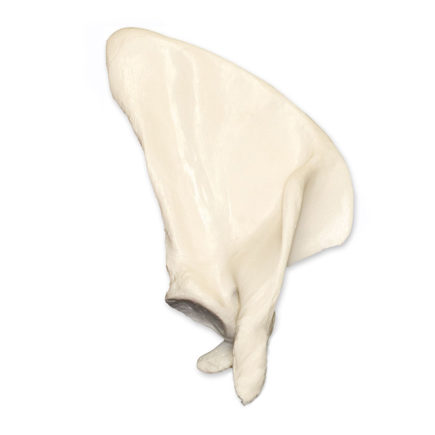Replica Human Scapula Bone Model - Anatomical Shoulder Blade for Medical Study, Classroom Demonstration & Science Education | Perfect for Doctors, Students & Anatomy Enthusiasts