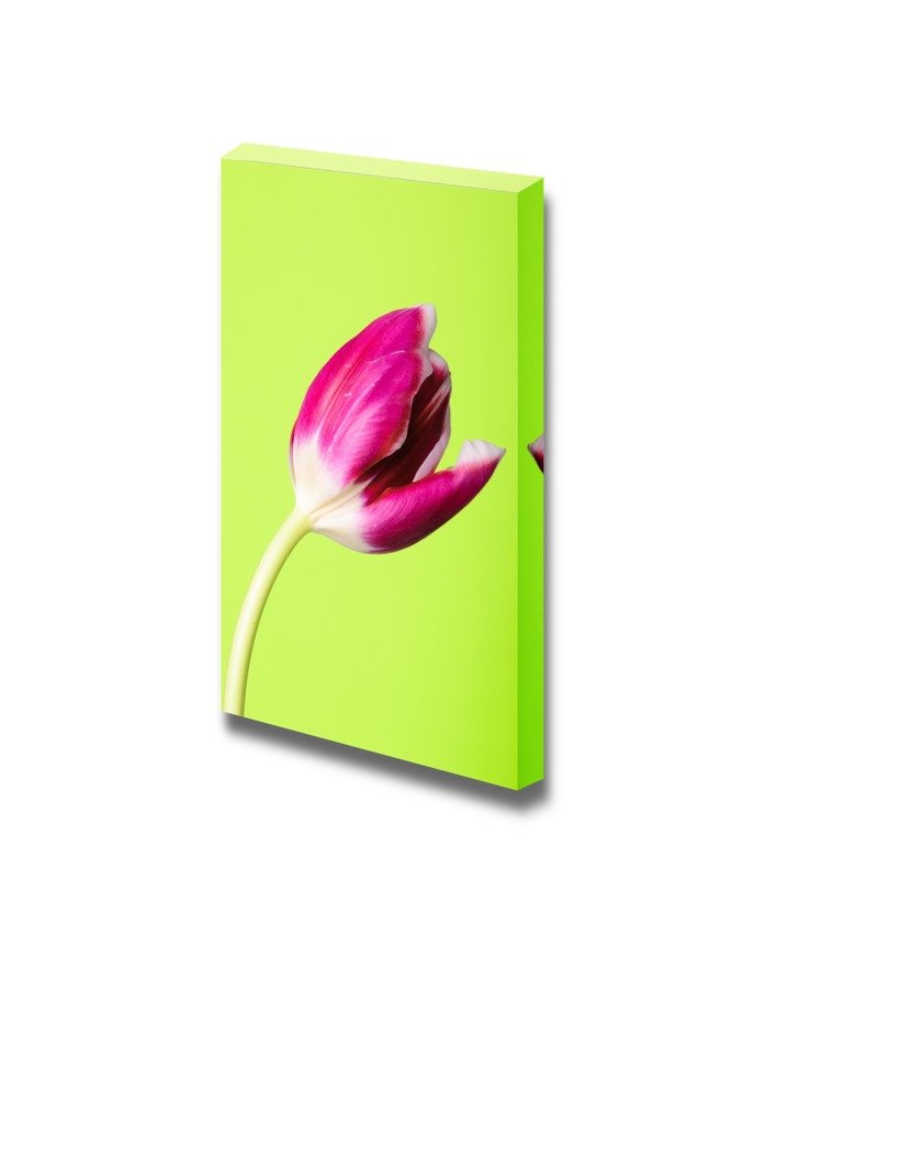 Pink Tulip Flower Canvas Print - Modern Wall Art Decor for Living Room, Bedroom & Office - Stretched Gallery Wrap Giclee Print - Ready to Hang - 36x24 Inches - Green Background Floral Home Decor