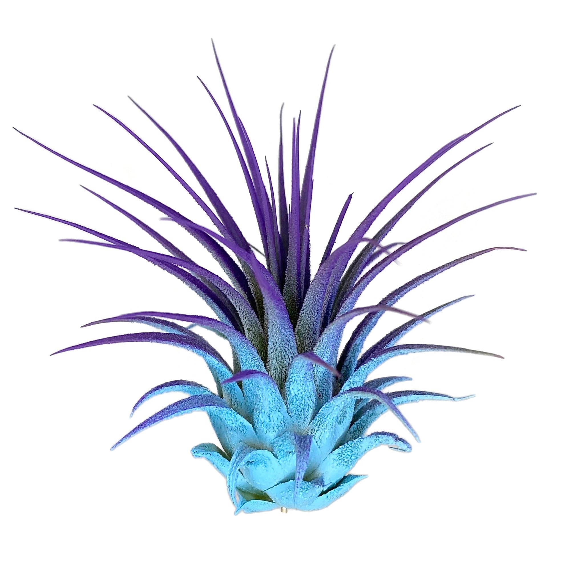 Rainbow Tillandsia Air Plant (Baby Blue/Purple) - Low Maintenance Live House Plant for Air Purification, Home Decor & Unique Gift Idea - Perfect for Offices, Terrariums & Boho Home Decor