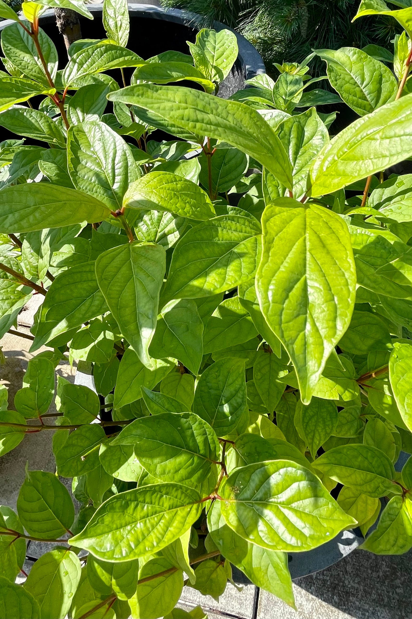 Cephalanthus occidentalis 'Fiber Optics' #2 - Beautiful Ornamental Shrub for Landscaping, Gardens & Outdoor Decor
