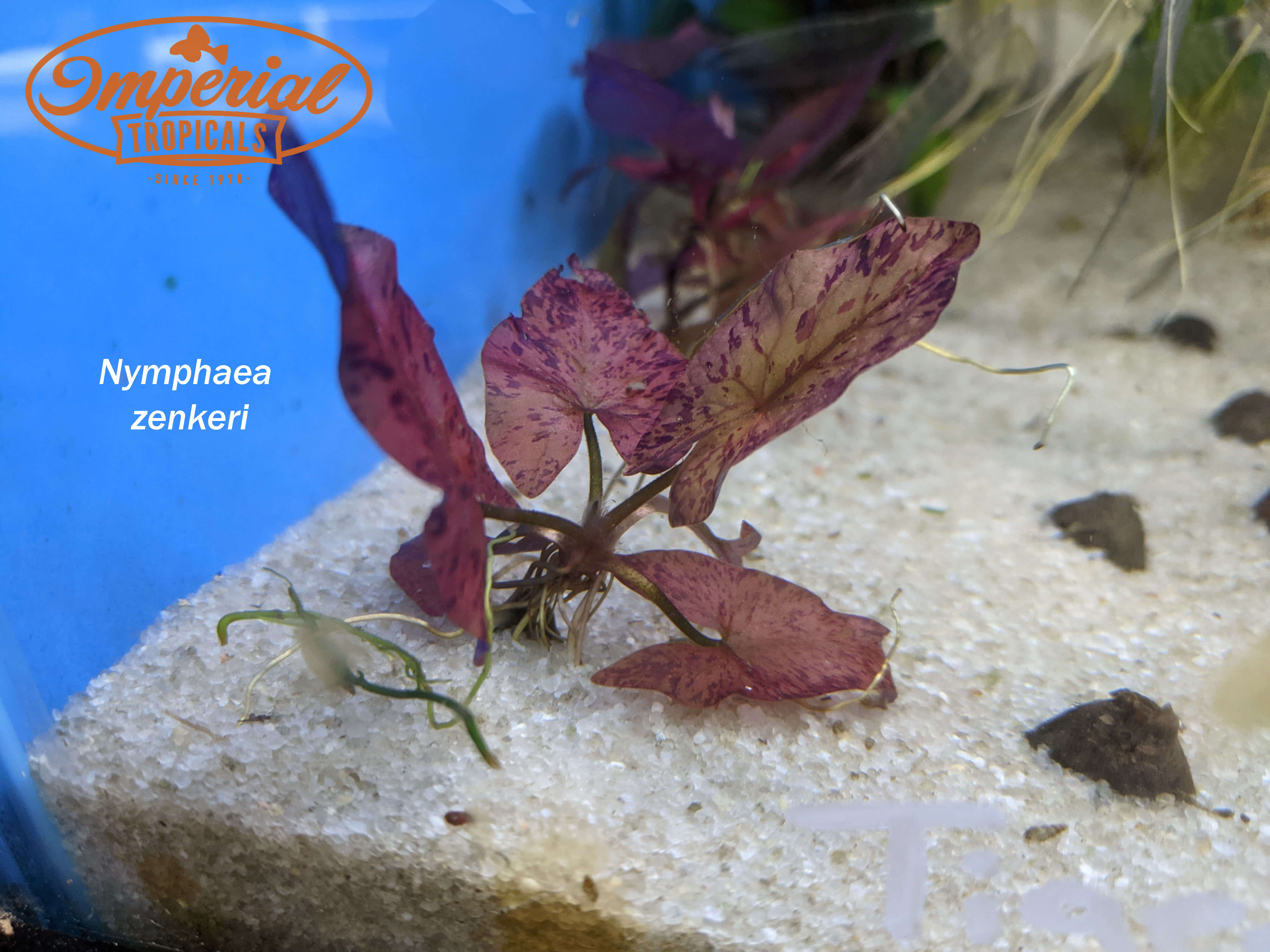 Red Tiger Lotus Nymphaea Zenkeri - Live Aquatic Plant for Aquariums & Ponds | Perfect for Aquascaping & Water Gardens