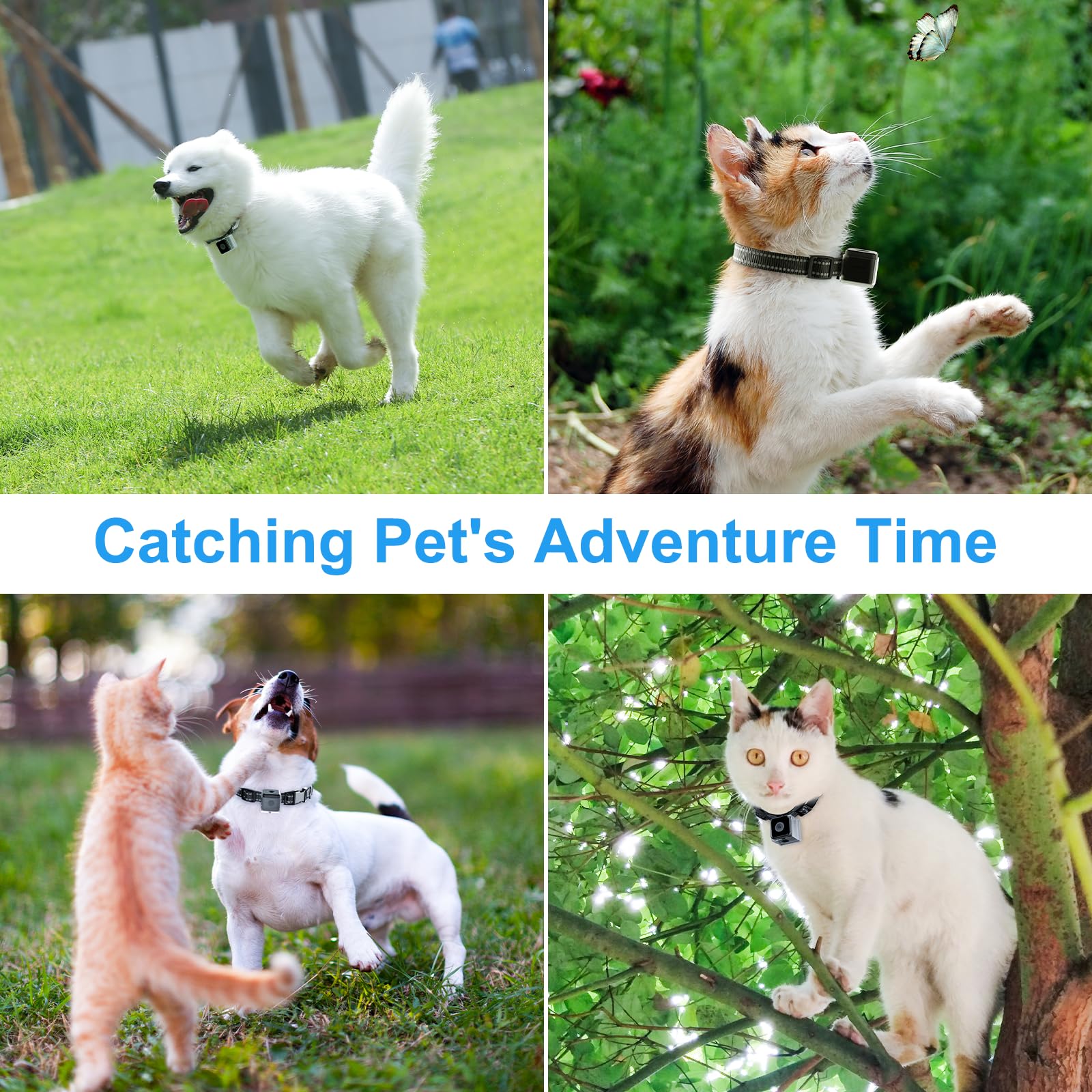 Wireless Cat Collar Camera with Video Recording - No WiFi Needed for Outdoor Pets