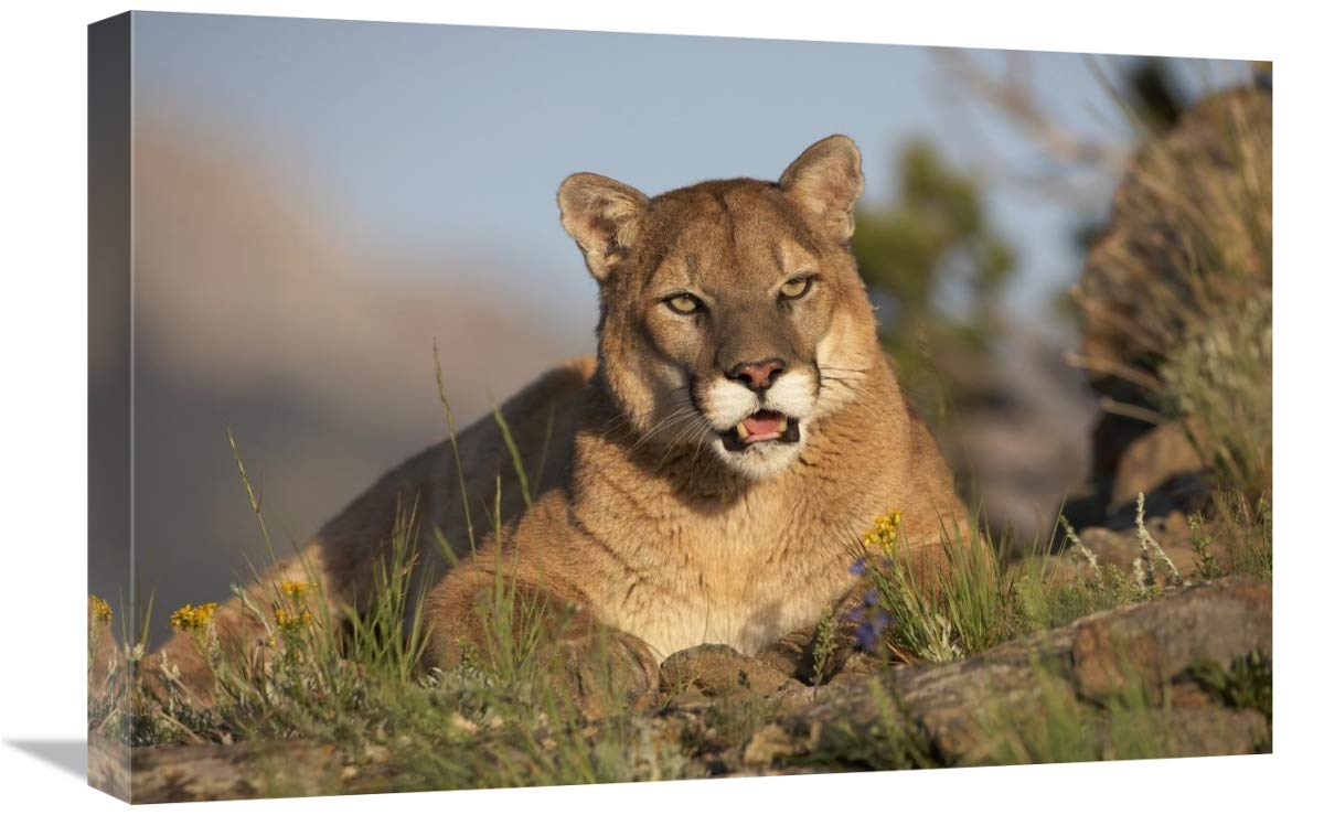 North America Mountain Lion Portrait Canvas Art - 24x16 Inches - Wildlife Home Decor for Living Room & Office Wall
