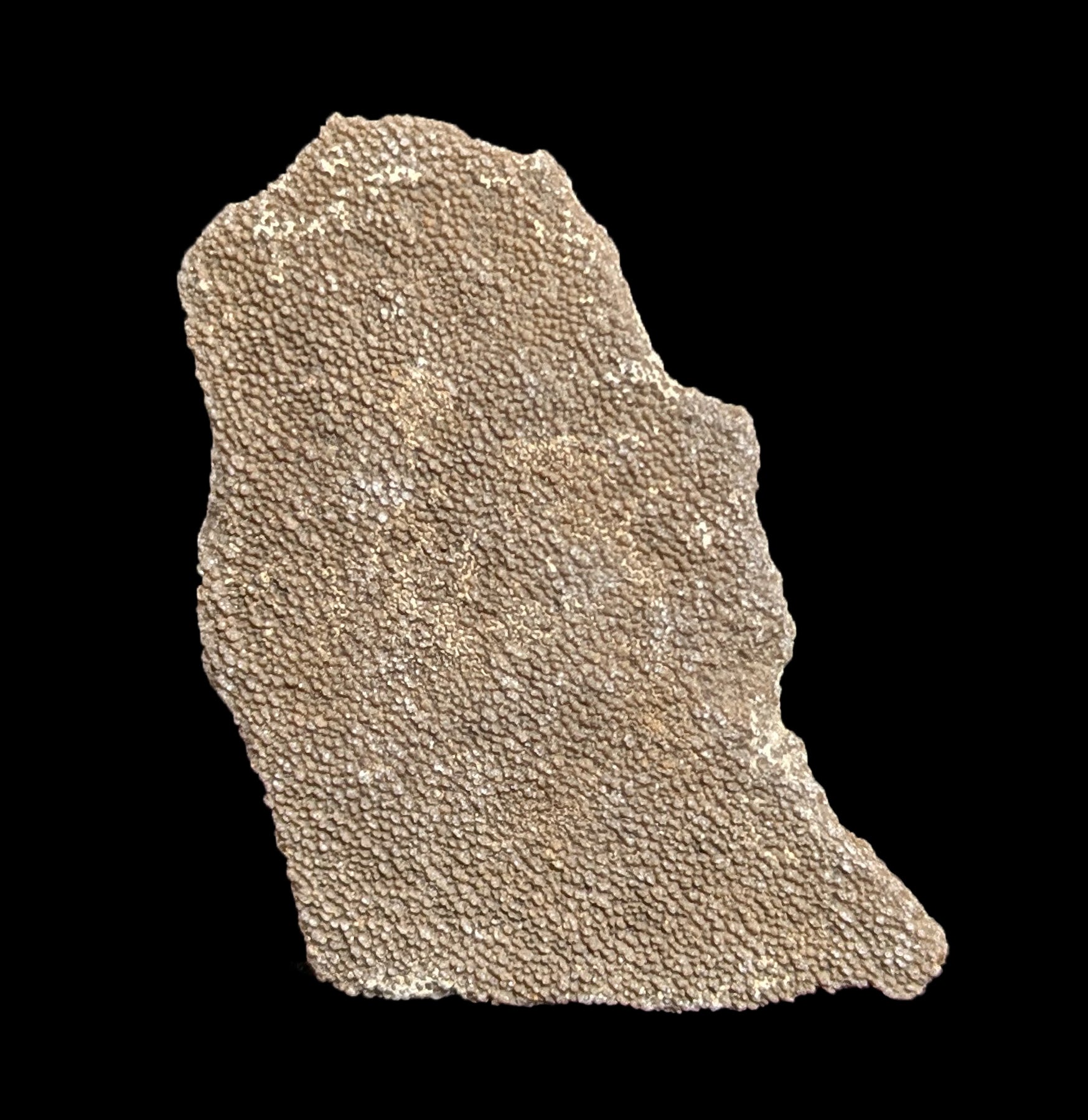 Authentic Dinosaur Eggshell Fossil - Rare Prehistoric Collectible for Paleontology Enthusiasts & Home Decor | Perfect for Science Classrooms, Museum Displays & Gift Giving