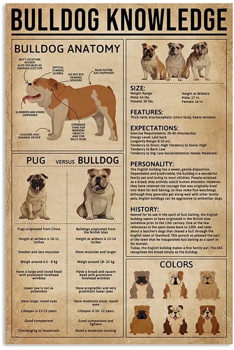 Vintage Bulldog Knowledge Chart Poster - Animal Themed Wall Art, Frameless Canvas Print (24x36 Inch) for Living Room, Bedroom & Home Decor | Perfect Gift for Dog Lovers & Pet Owners